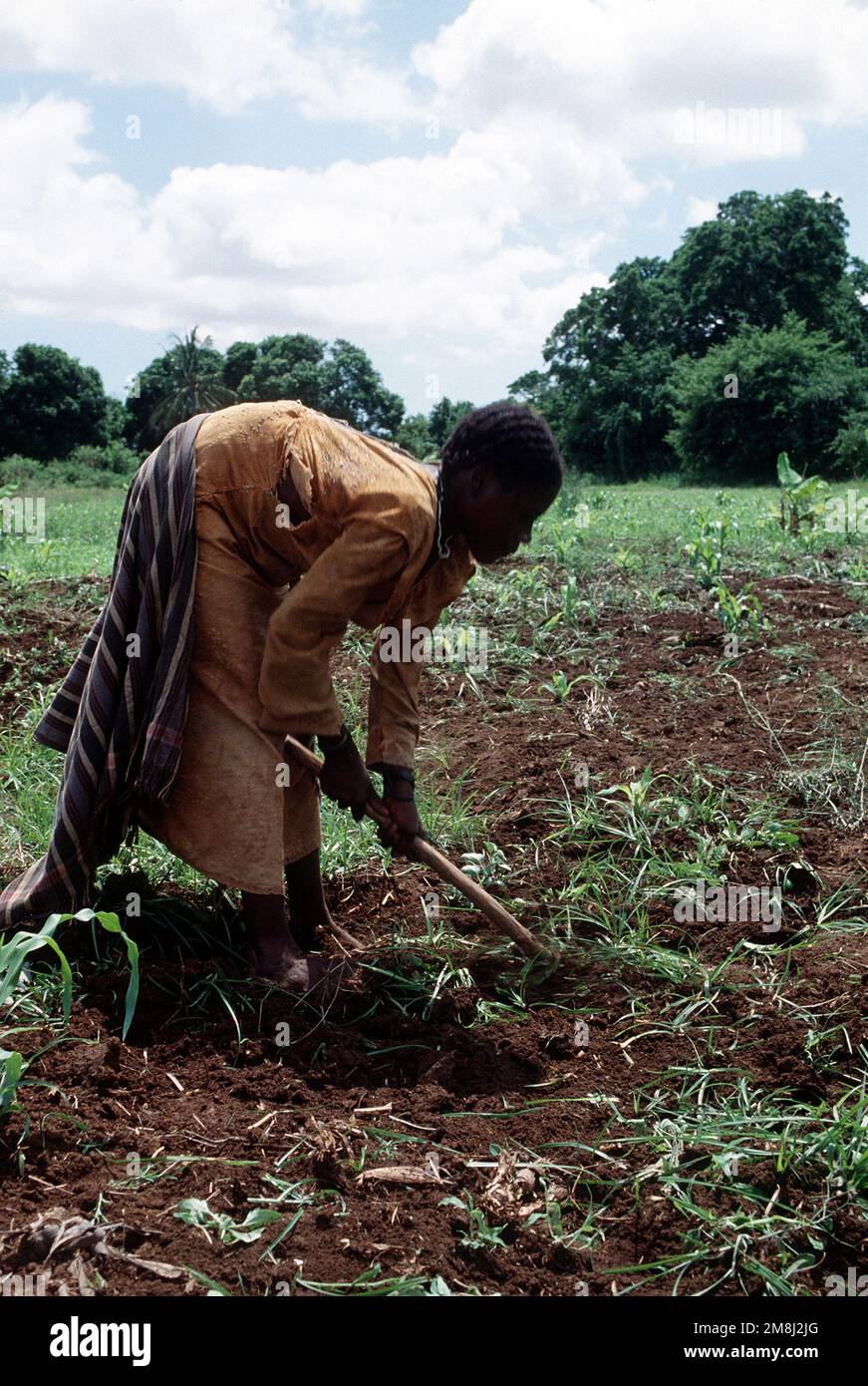 A Somali woman working in the fields in Kismayo. Subject Operation/Series: CONTINUE HOPE Base: Kismayo Country: Somalia (SOM) Stock Photo