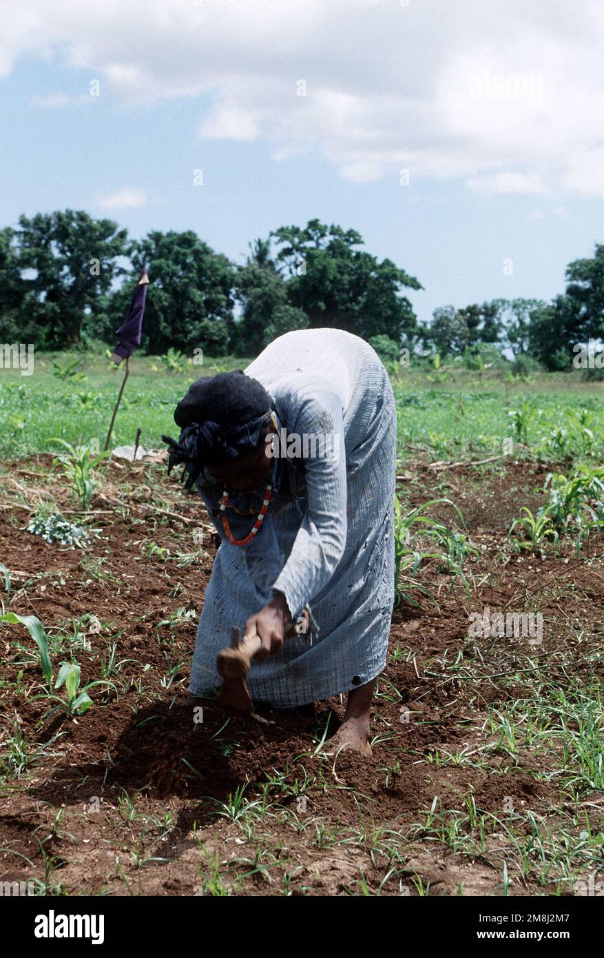 A Somali woman working in the fields in Kismayo. Subject Operation/Series: CONTINUE HOPE Base: Kismayo Country: Somalia (SOM) Stock Photo
