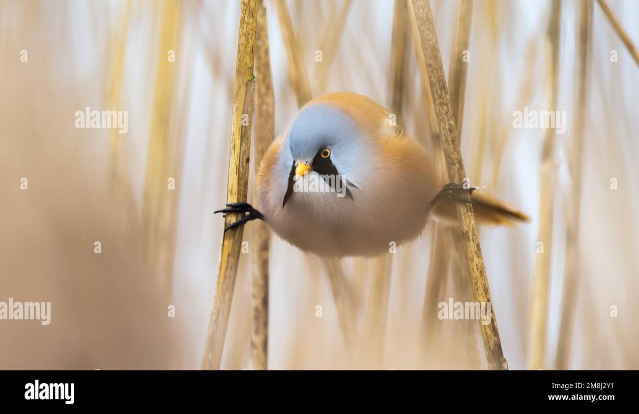 Beautiful nature scene with Bearded Parrotbill Panurus biarmicus funny photo of him making a split between reed stalks, the best photo. Stock Photo