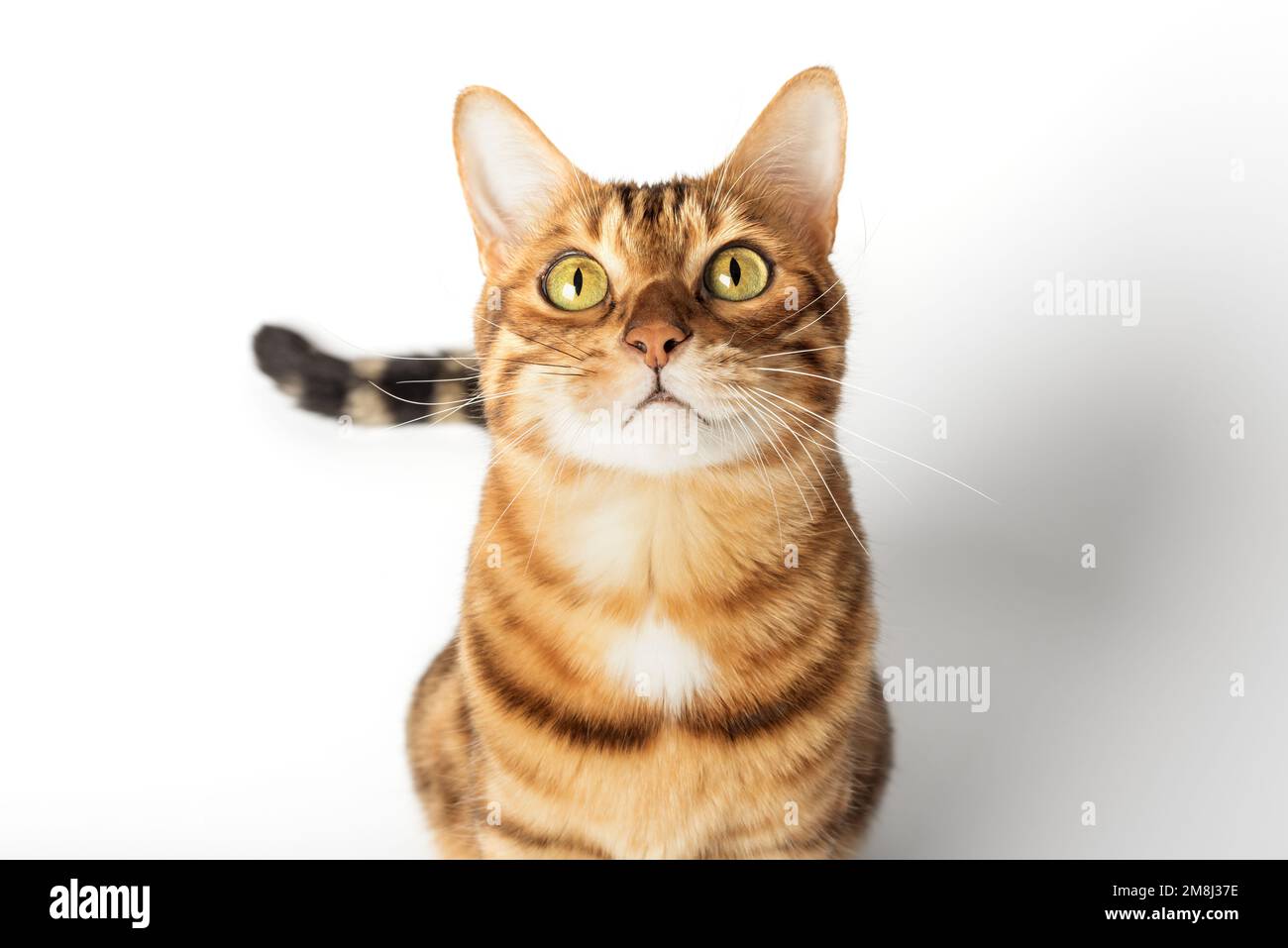 Bengal cat color rosette on gold isolated on white background. Stock Photo