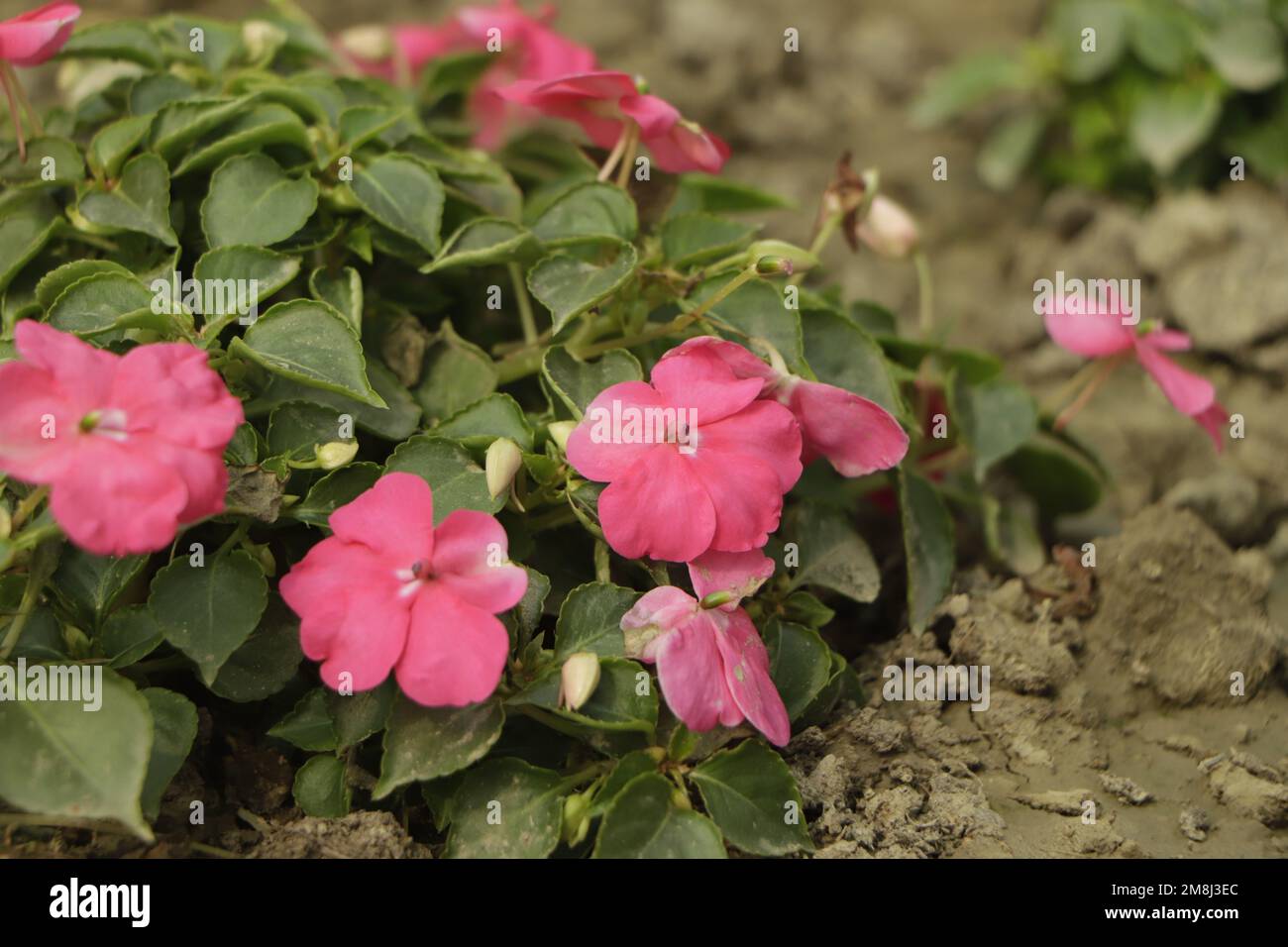 Background of New Guinea Impatiens flowers ( Impatiens hawkeri w.bull