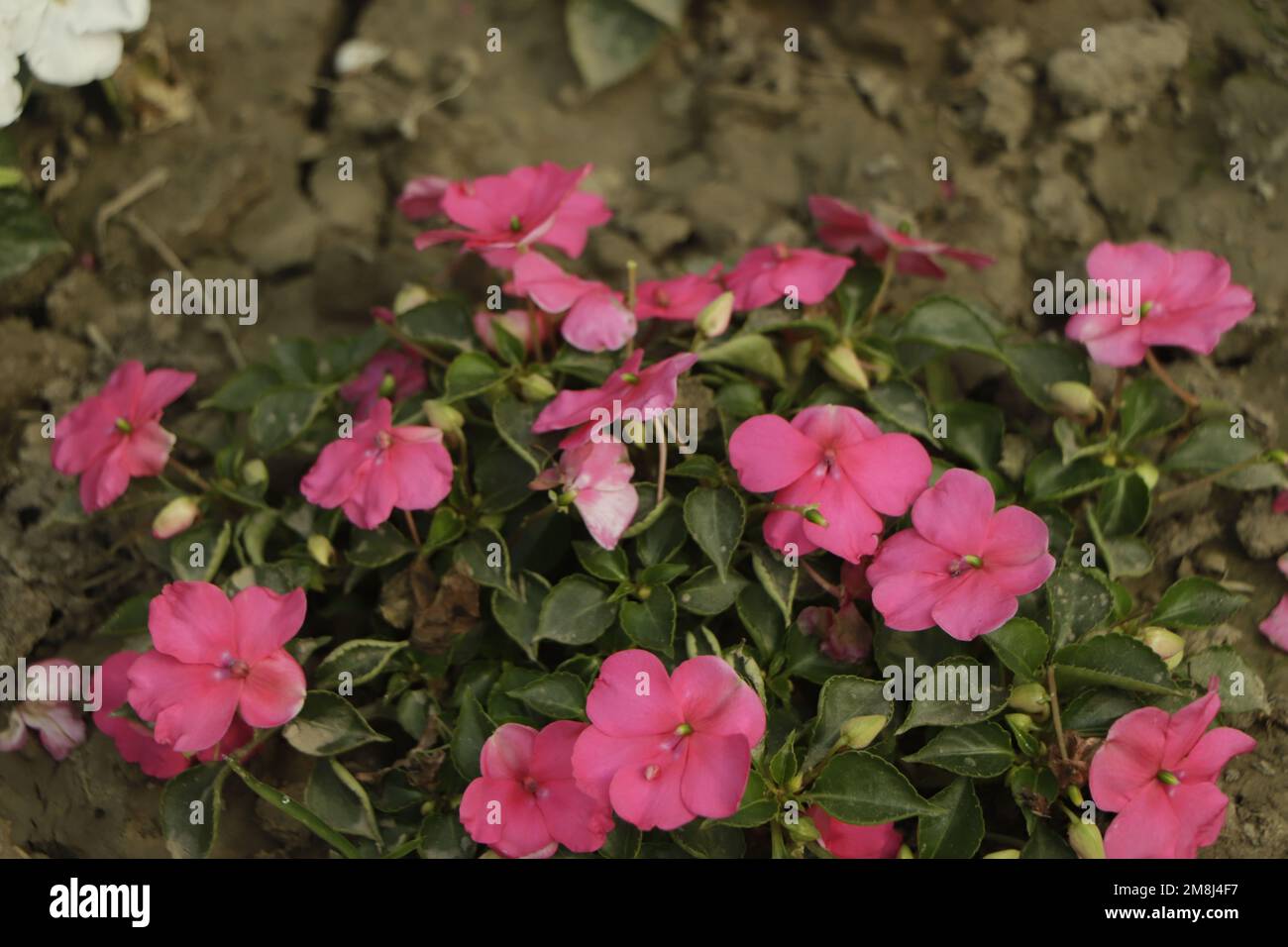 Bright pink impatiens hawkeri, the New Guinea impatiens, in bloom Stock Photo