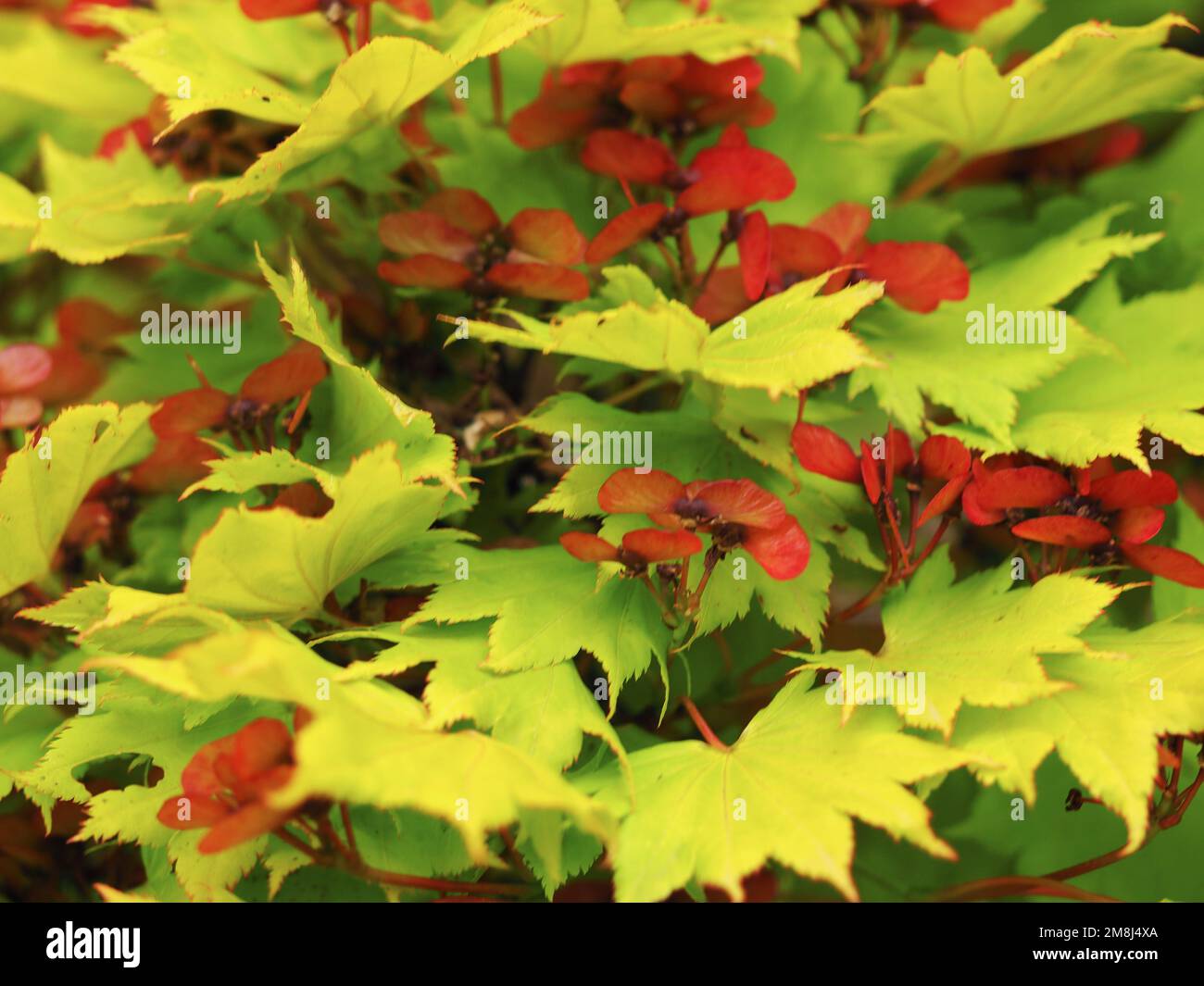 Leaves and flowers on a golden leaved Japanese maple shrub Stock Photo