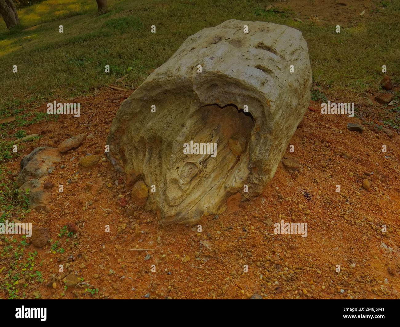 prehistoric wooden fossil from west bengal india kept preserved Stock