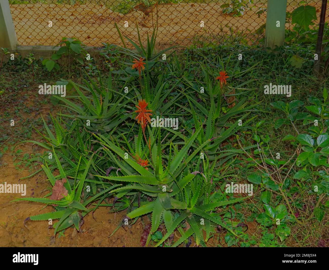aloe vera plant with flower blooming Stock Photo - Alamy