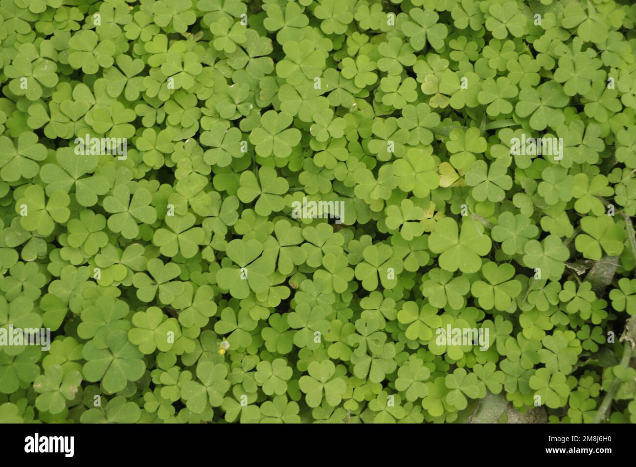 Green background with three-leaved shamrocks. Shallow depth of field, focus on near leaf Stock Photo