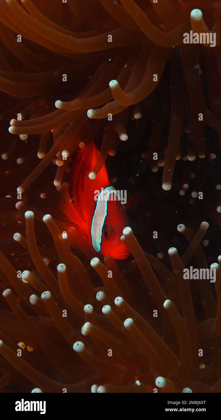Damsel fish / anemonefish Stock Photo