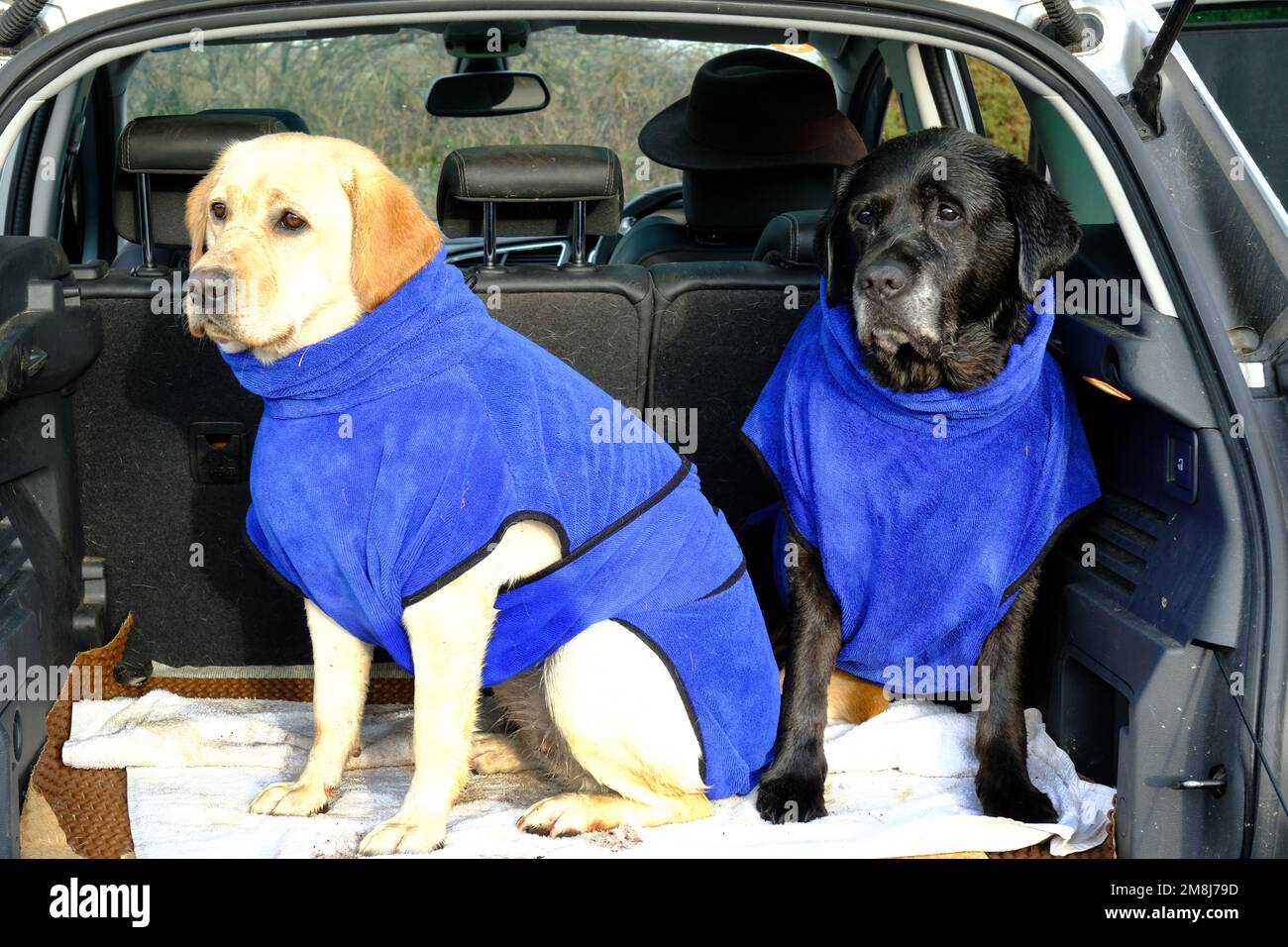 Pair of wet labradors , drying in the back of a car John Gollop Stock