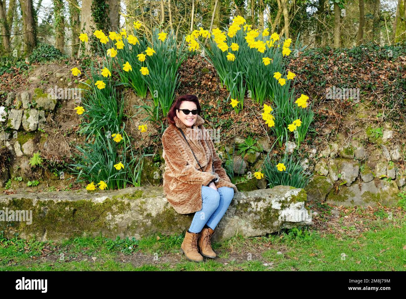 Attractive mature woman seated in front of flowering daffodils - John Gollop Stock Photo