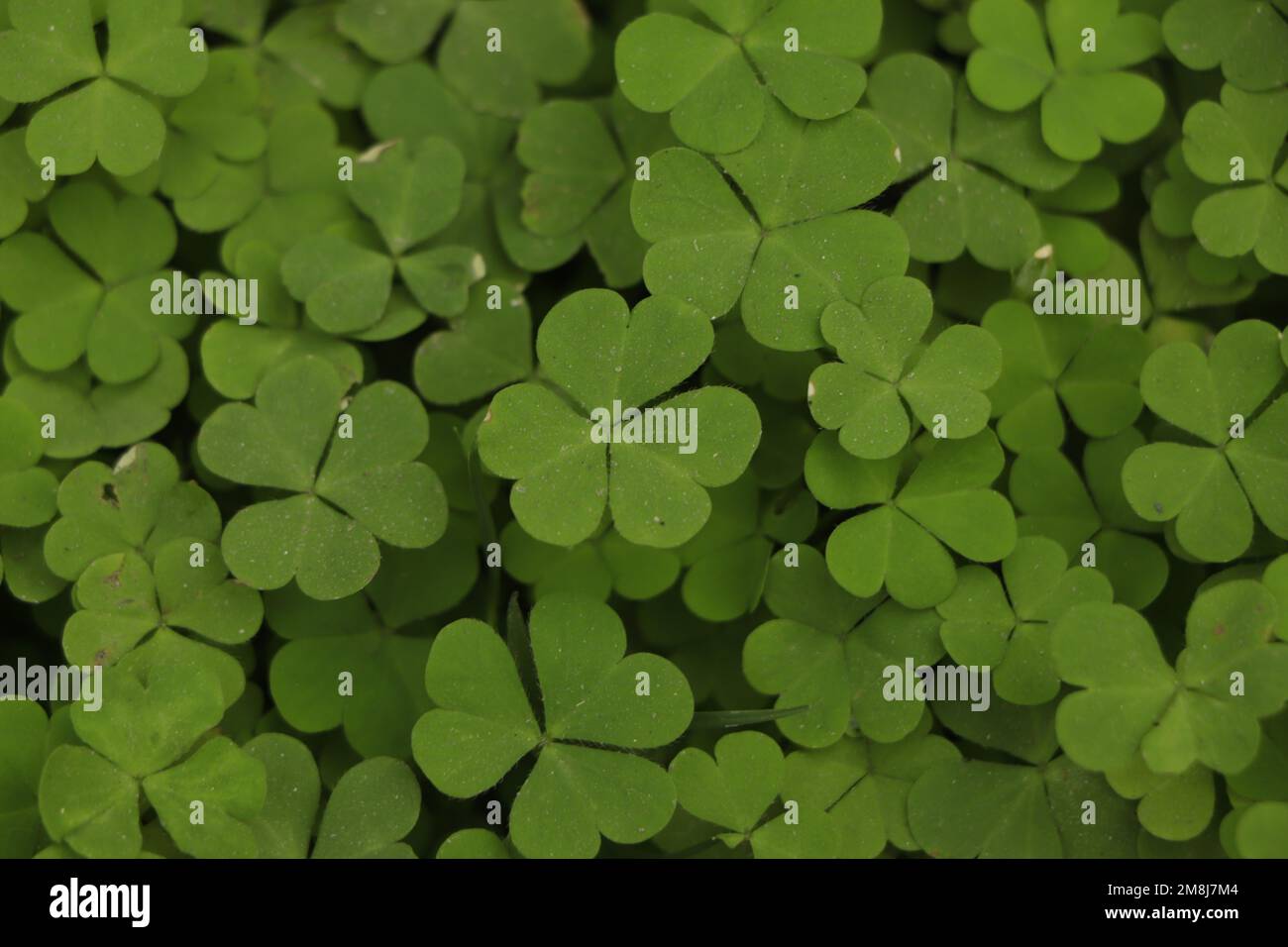 Small green Clover leaves pattern background, Stock Photo