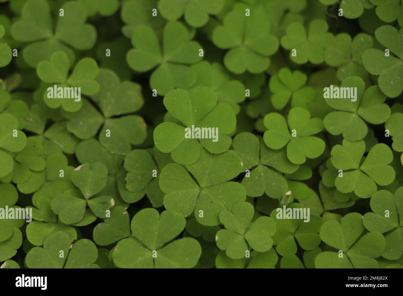 Green background with three-leaved shamrocks. St. Patrick's day holiday symbol. Stock Photo