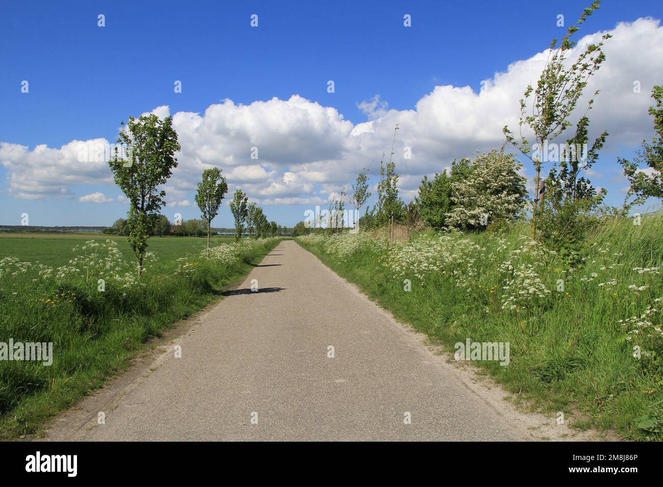 a country road with a green verge with white cow parsley and little trees and blue sky with clouds in springtime Stock Photo