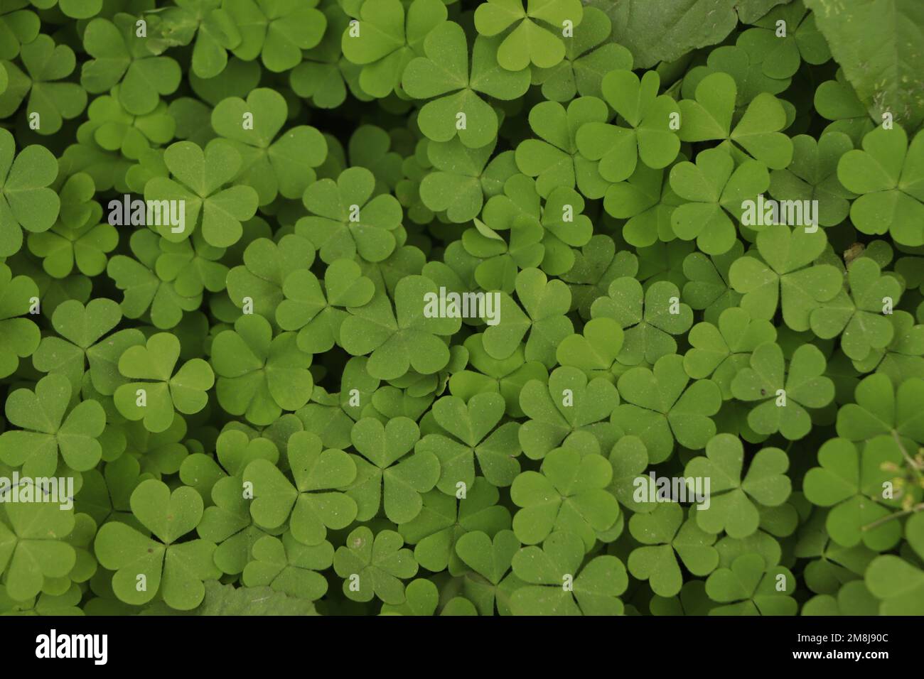 Natural green background with fresh three-leaved shamrocks. St. Patrick's day holiday symbol. Top view. Selective focus. Stock Photo