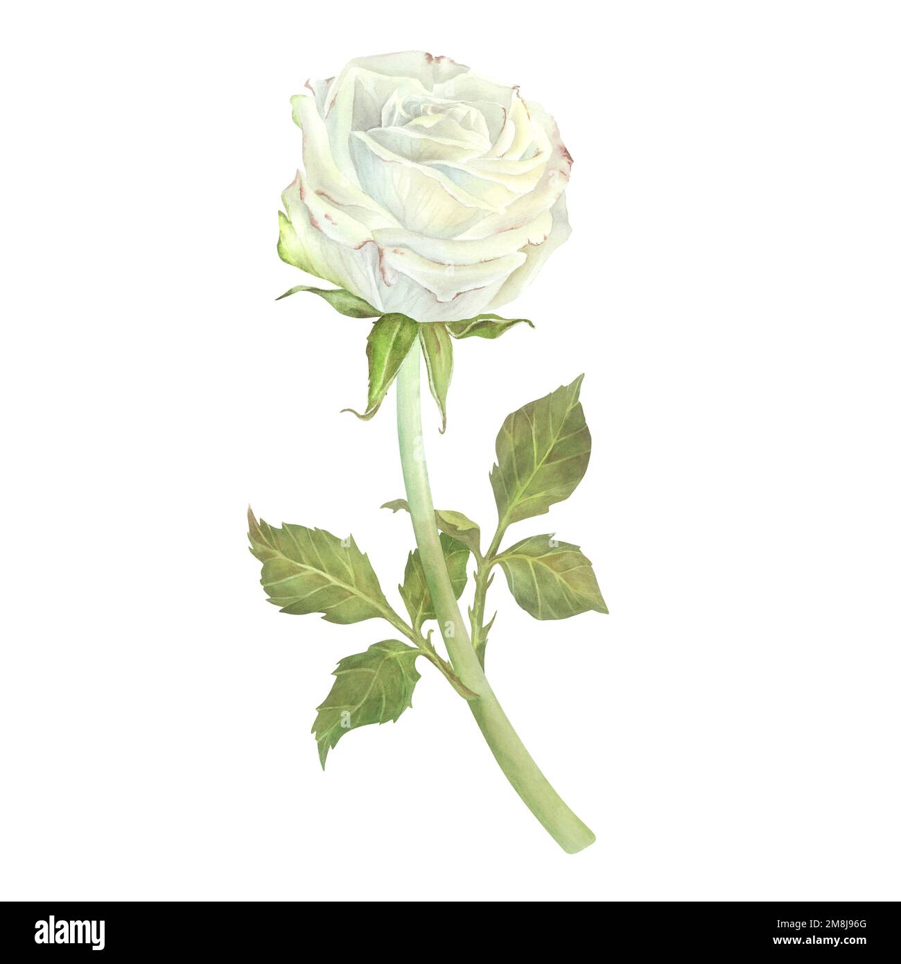 White rose with leaves. Watercolor illustration. Isolated on a white ...