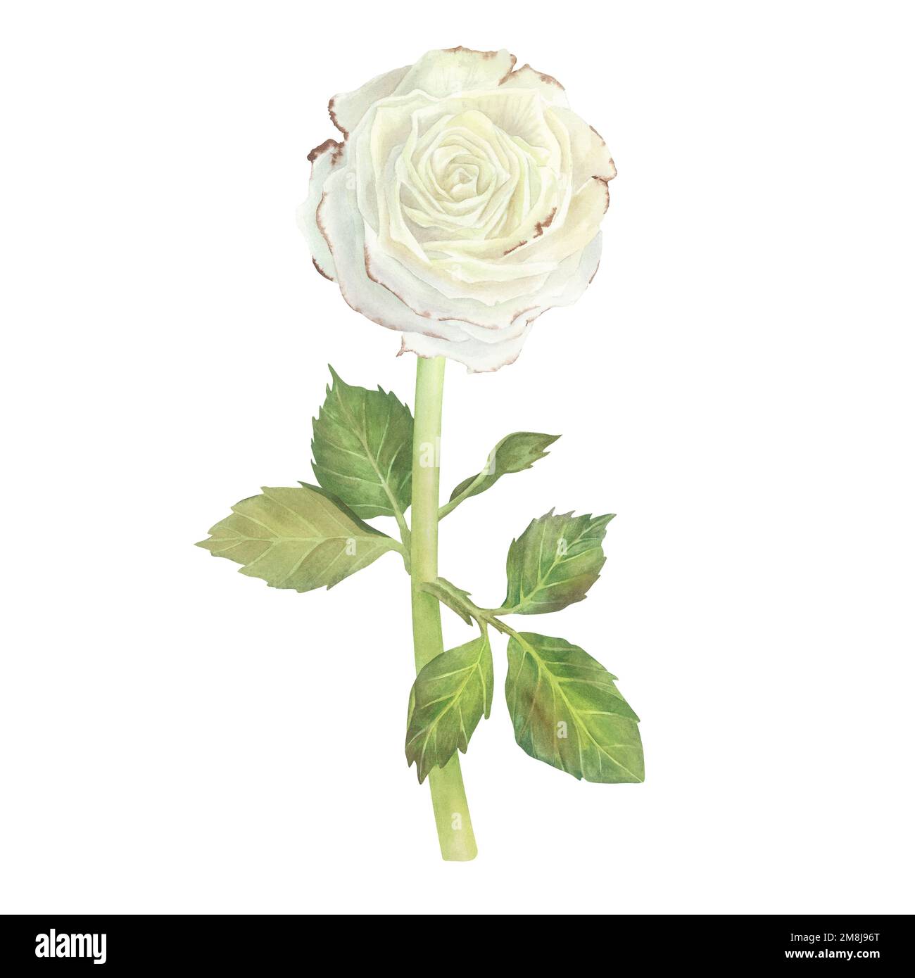 White rose with leaves. Watercolor illustration. Isolated on a white ...