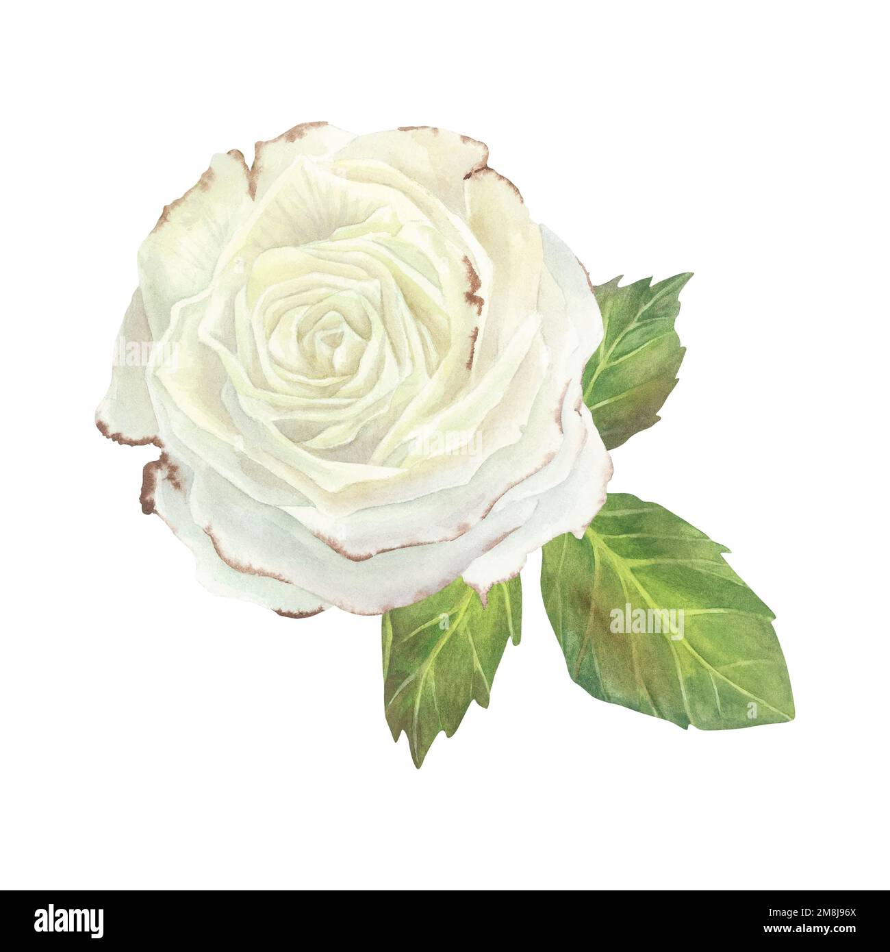 White rose with leaves composition. Watercolor illustration. Isolated on a white background.For design of sticker, dishes, greeting card, stationery, Stock Photo