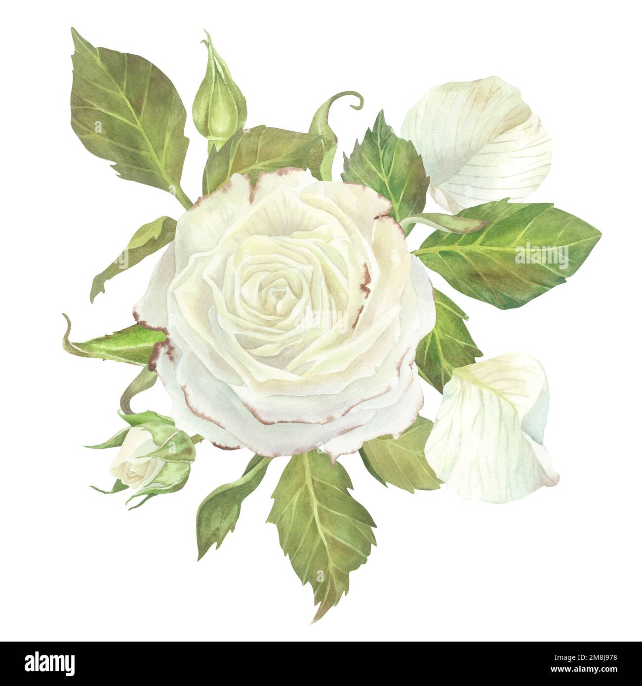 White rose with leaves and petals composition. Watercolor illustration. Isolated on a white background. For design of sticker, greeting card, cosmetic Stock Photo