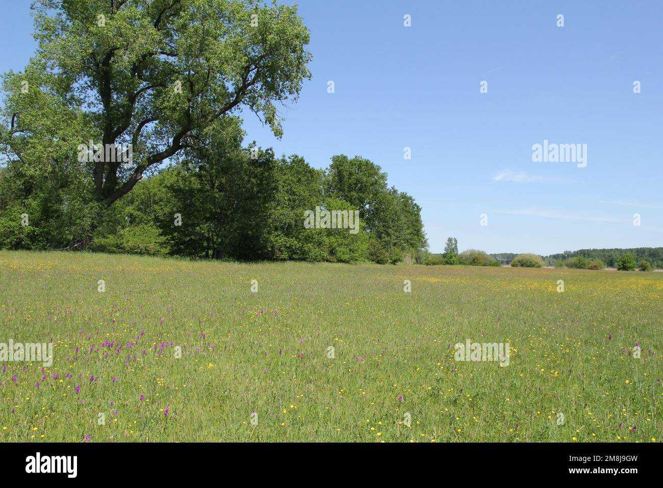 beautiful grassland with different wild flowers and orchids and green trees at the left side and a blue sky in the background Stock Photo