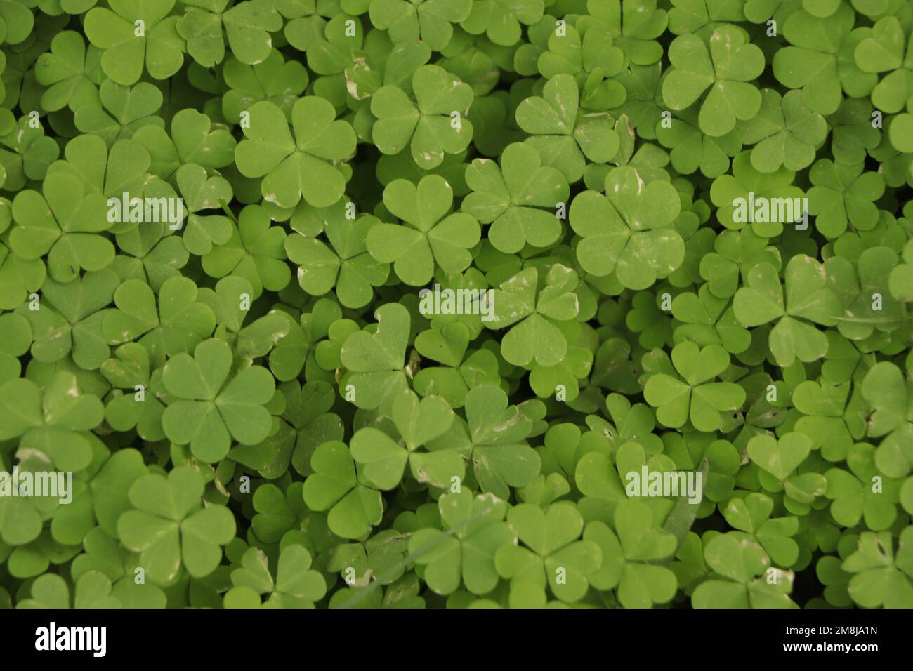 Green leaves pattern,leaf Shamrock or water clover background Stock Photo