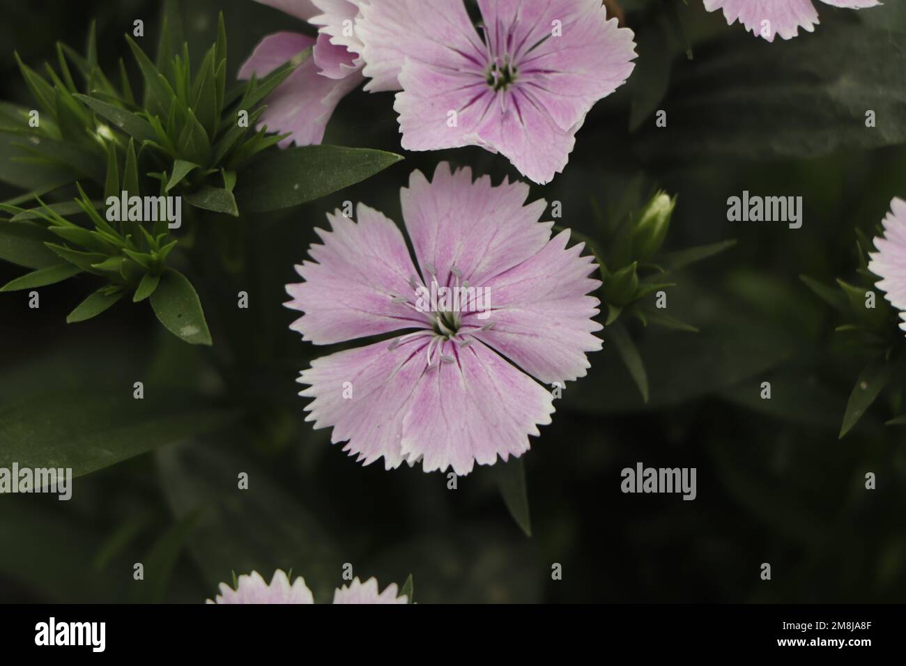 Dianthus plumarius or cultivar 'Ipswich Pinks' flowers with blue green leaves are popular garden plant. Stock Photo