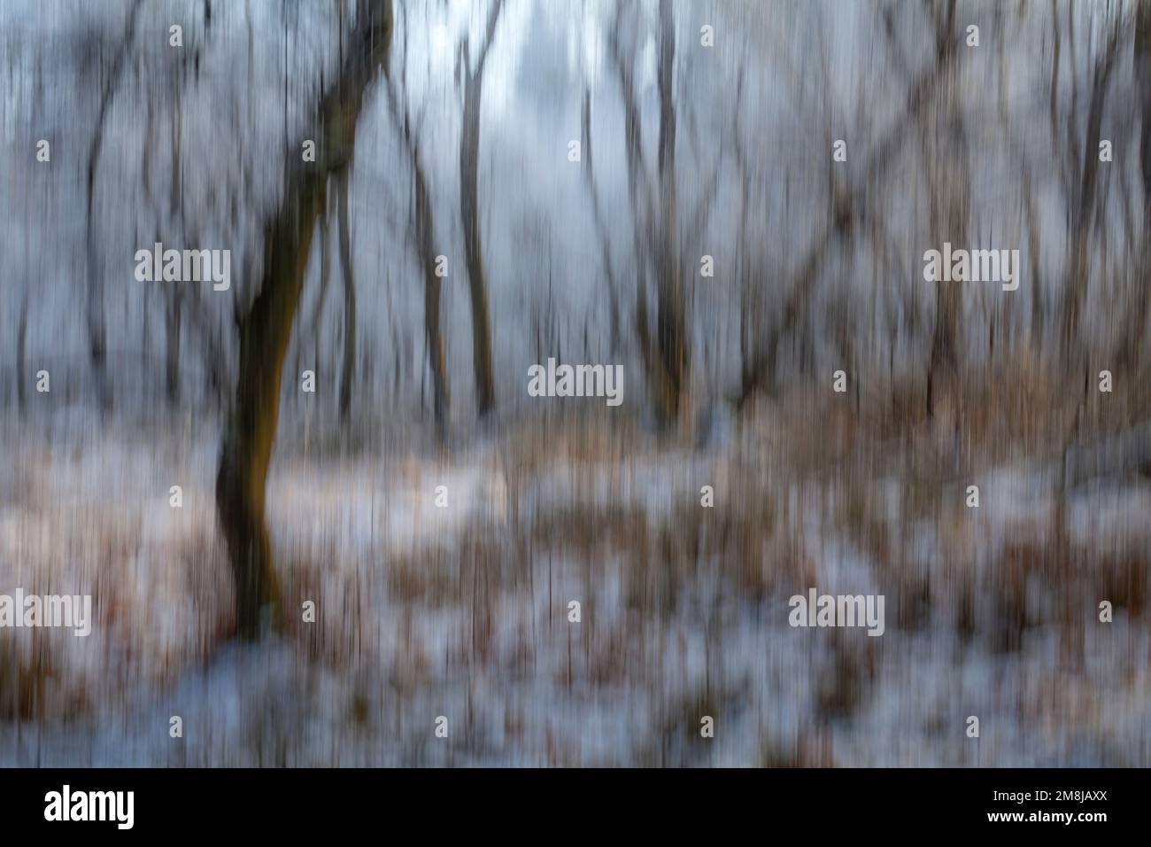 Abstract icy trees, wiping effect Stock Photo