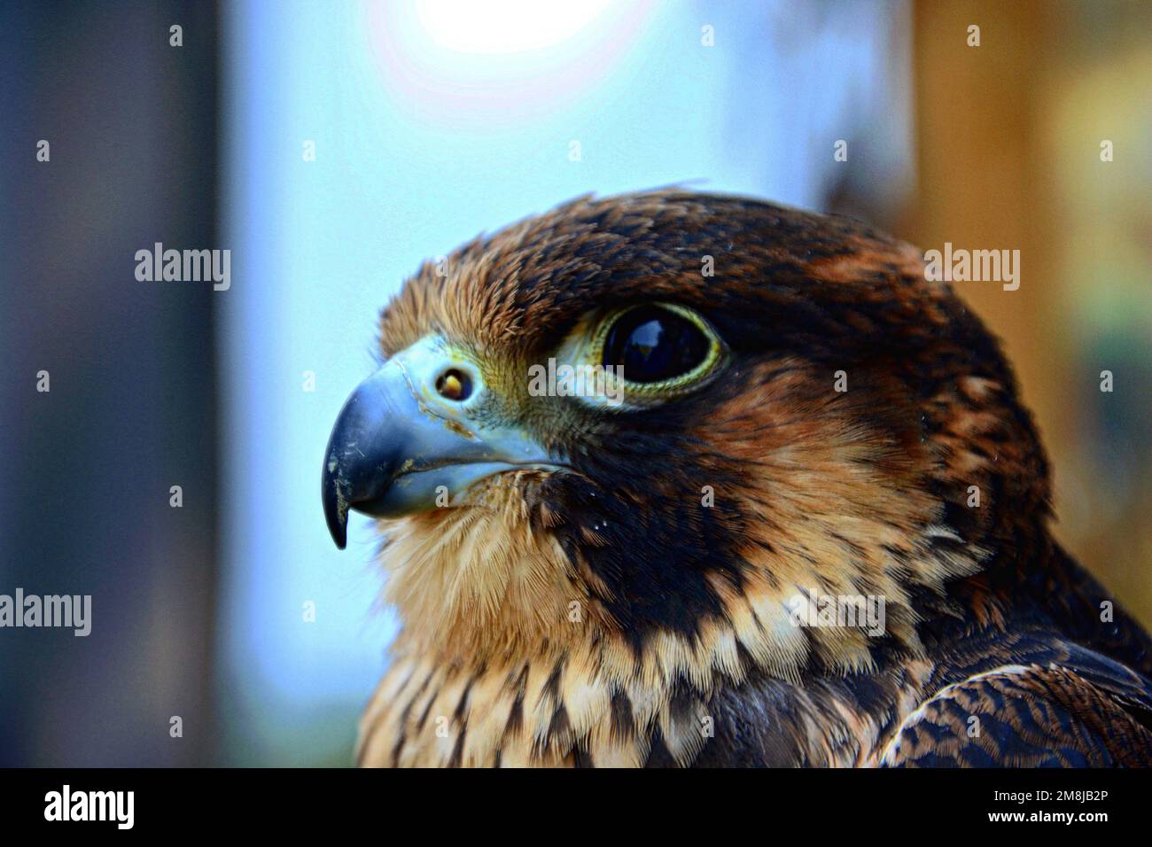 A selective of a shaheen falcon (Falco peregrinus peregrinator) portrait Stock Photo