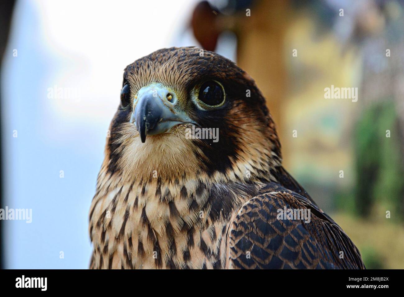 A selective of a shaheen falcon (Falco peregrinus peregrinator) portrait Stock Photo