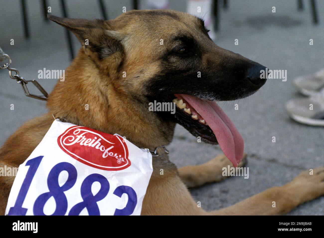 Arras, a patrol explosive detection dog, rests after his morning exercise  in the Independence Day 5K Fun Run at Camp Pleso. Subject Operation/Series:  PROVIDE PROMISE Base: Zagreb Country: Croatia (CRO Stock Photo -