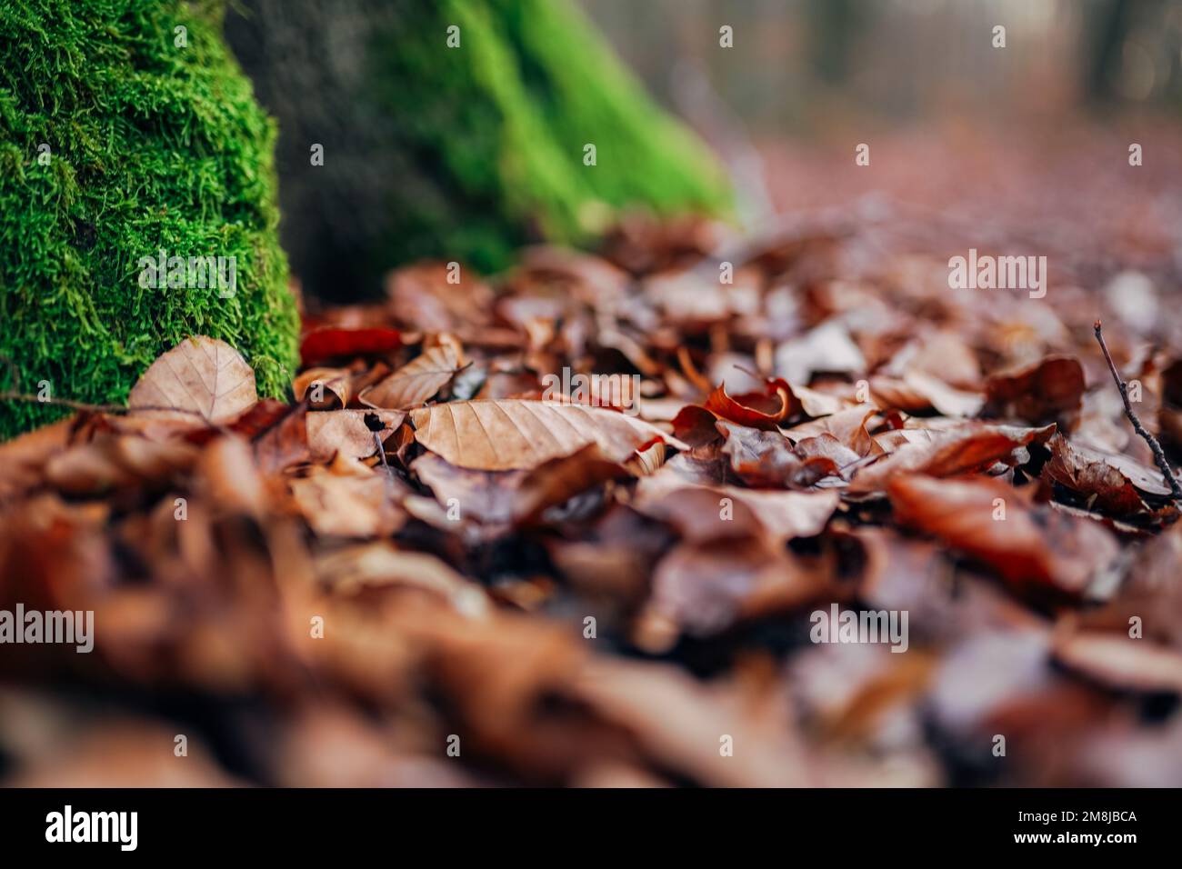 Moss plant soil stone hi-res stock photography and images - Alamy