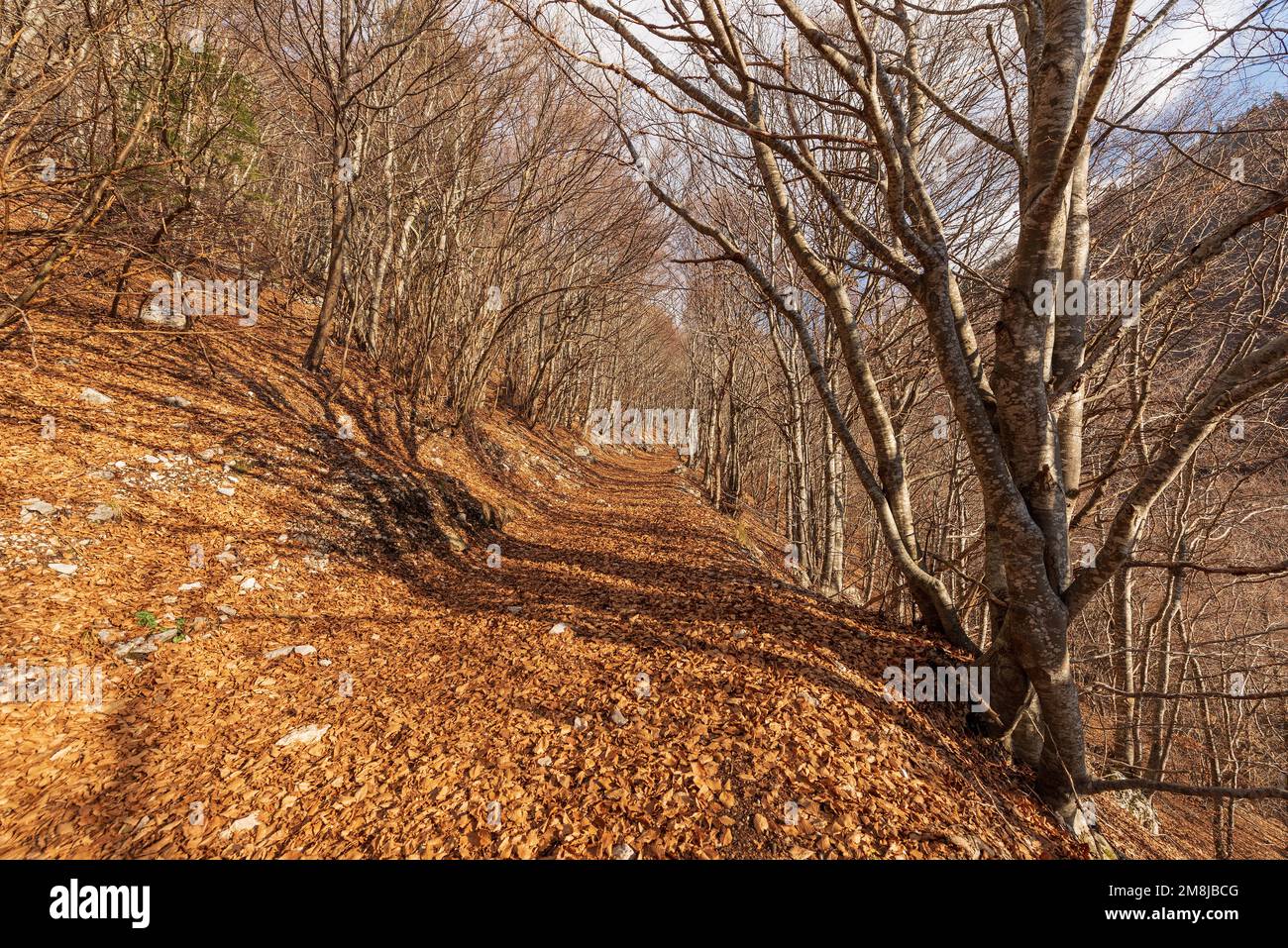 Trekking footpath in winter with beech trees and dry leaves in Italian Alps, mountain of Corno d'Aquilio in Lessinia Plateau, Verona, Veneto, Italy. Stock Photo
