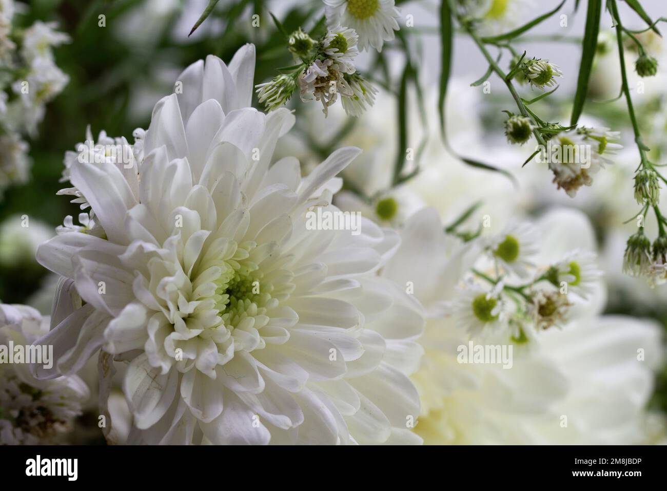Small chrysanthemum pattern hi-res stock photography and images - Alamy