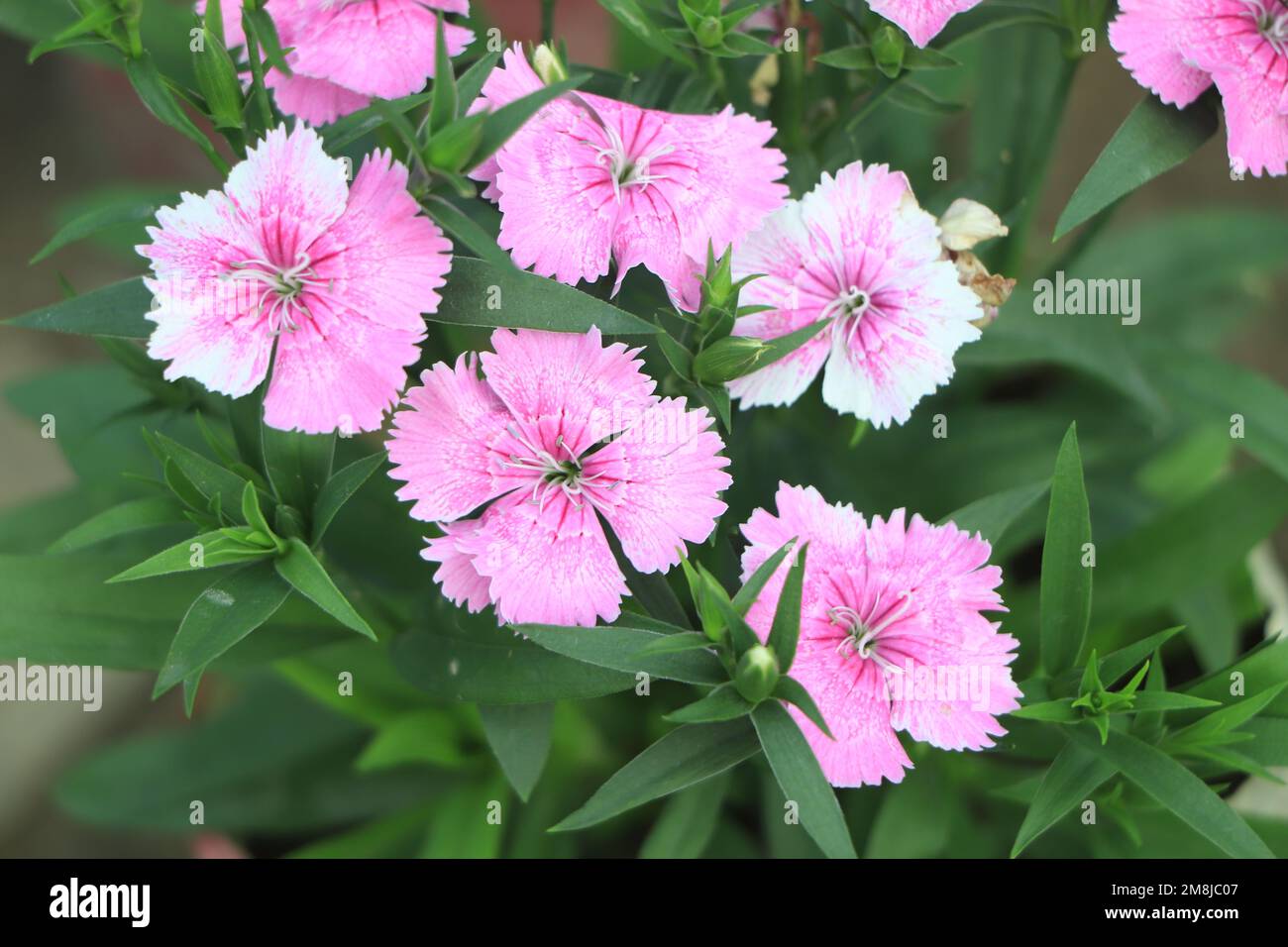 Dianthus gratianopolitanus or cheddar pink many pink flowers close up Stock Photo