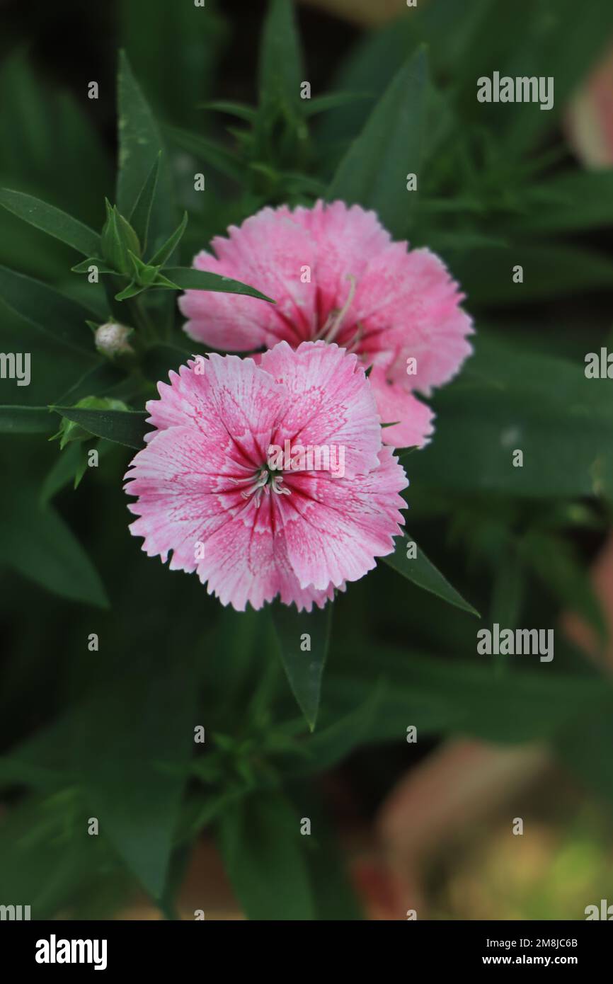 Closeup of pink dianthus flower in garden Stock Photo