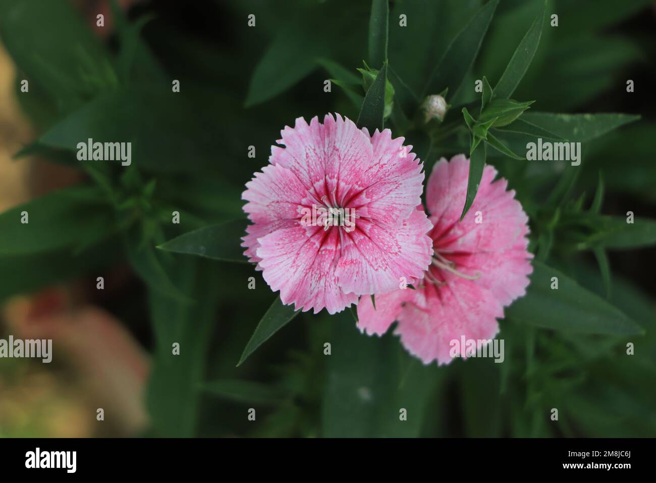 Cheddar pink dianthus flower in garden Stock Photo