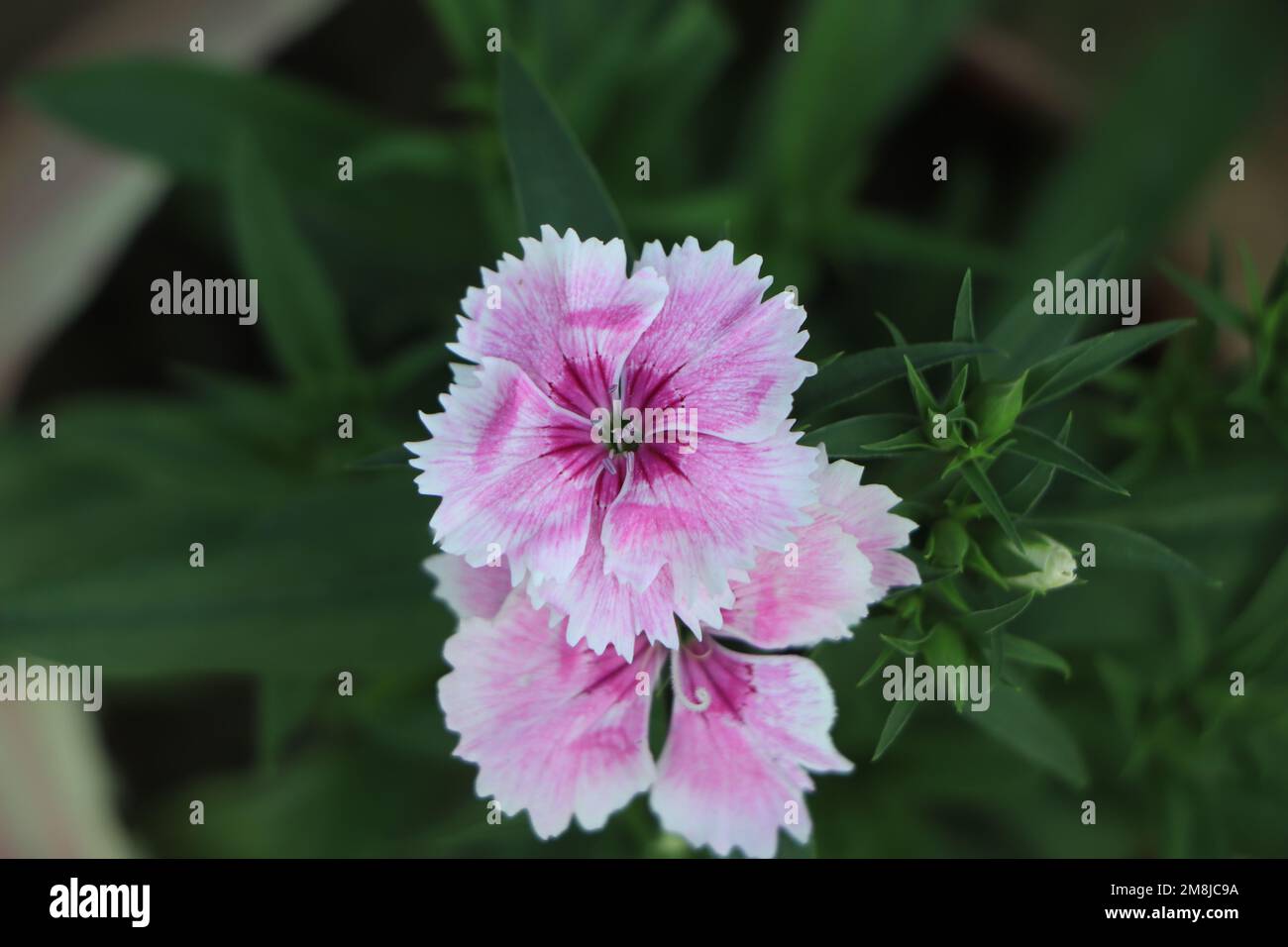 Closeup of pink or cheddar pink dianthus flower Stock Photo