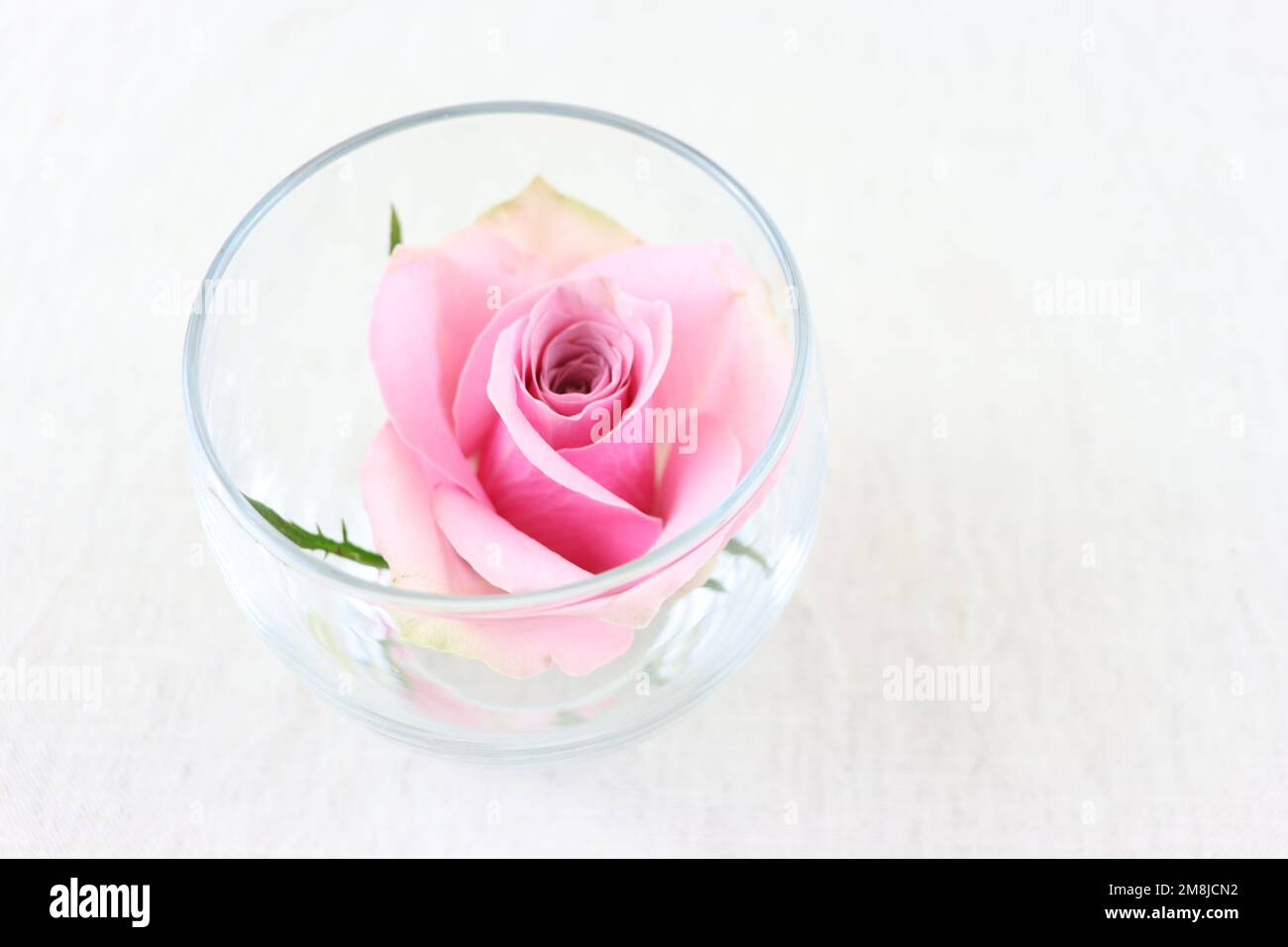 Pink rose on white background Stock Photo - Alamy