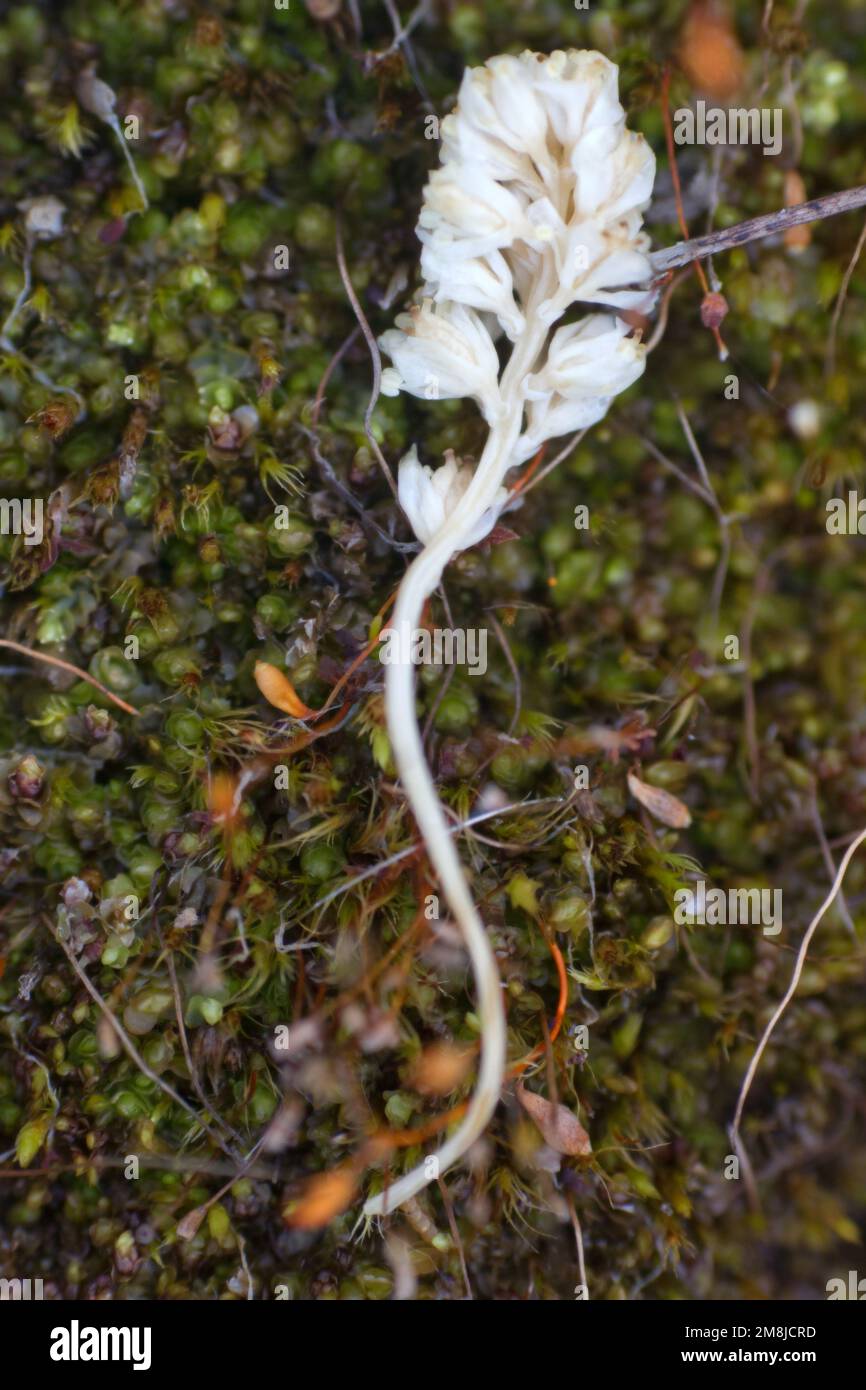 White anemic sprout, pale floret on roots and moss background, A symbol of real girlhood in the era of feminism Stock Photo