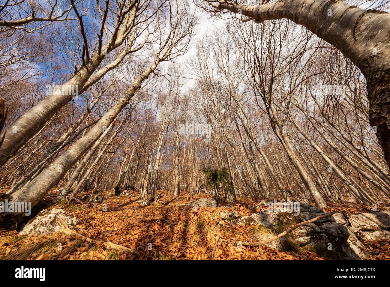 Forest with bare beech trees in winter with dry leaves in Italian Alps. Mountain of Corno d'Aquilio in Lessinia Plateau, Regional Natural Park, Italy. Stock Photo