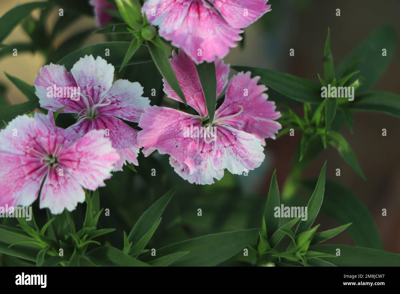 Cheddar pink or clove pink carnation is herbaceous flowering plant in the family Caryophyllaceae Stock Photo