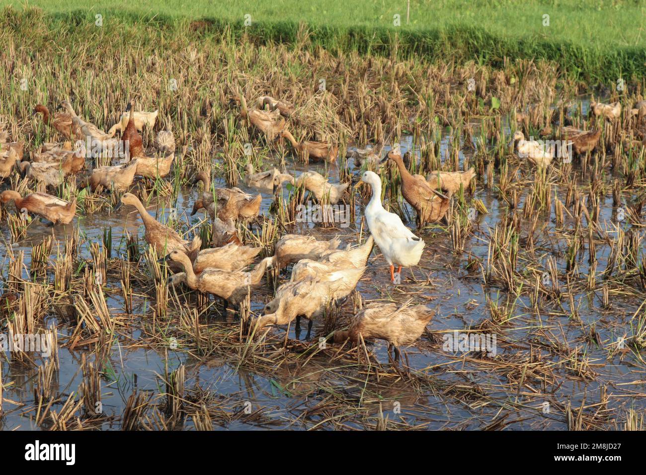 Ducks and geese in the rice fields Stock Photo - Alamy