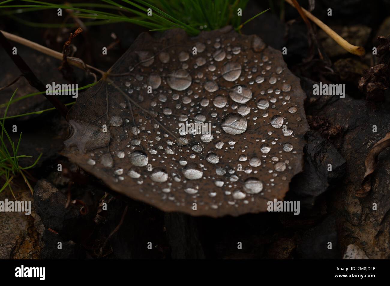 A closeup shot of a fallen leaf with water drops on it in the forest Stock Photo