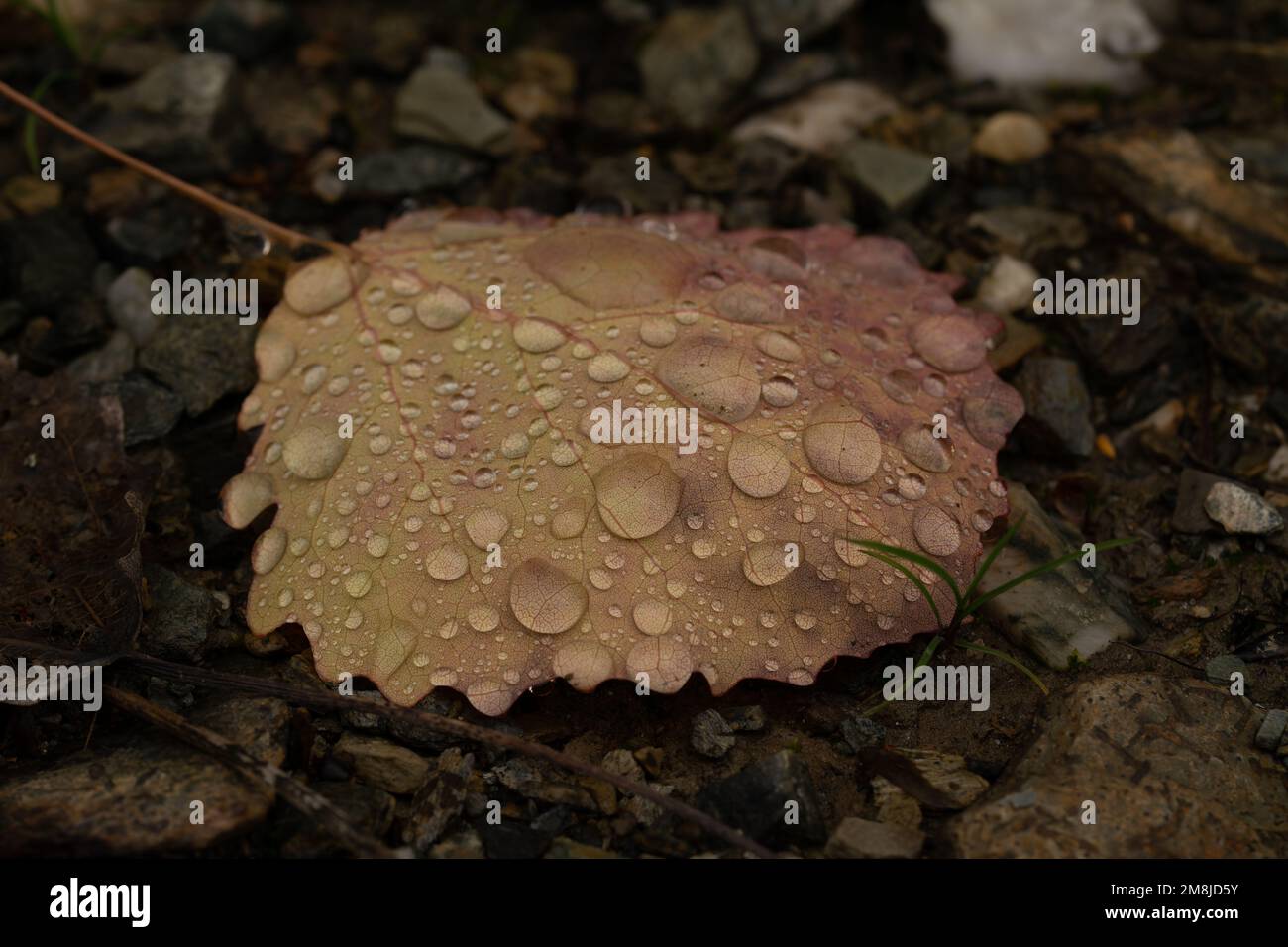 A closeup shot of a yellow fallen leaf with water drops on it in the forest Stock Photo