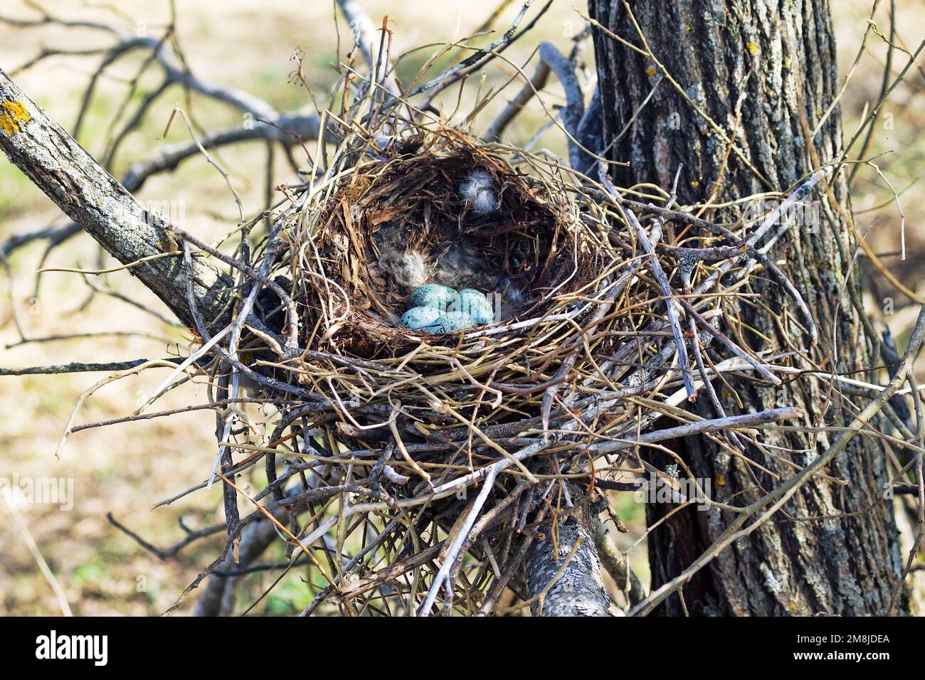 Nidology, study of birds nest. Hooded crow (Corvus cornix) nest. Clutch of  4 eggs. Hatching tray is made of grass, bast and lined with hare fur Stock  Photo - Alamy