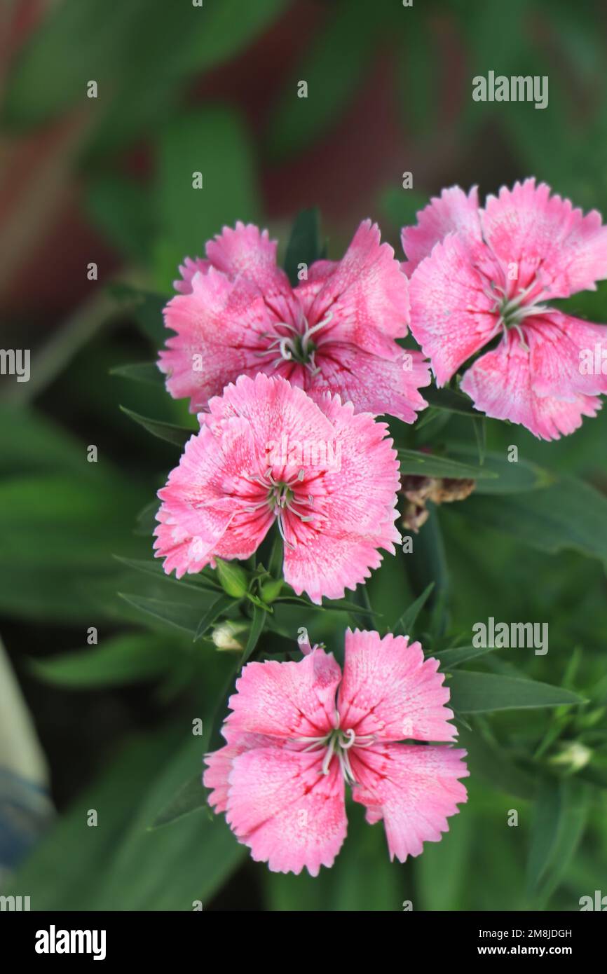 Close-up blooming carnation glory flower Dianthus caryophyllus, clove pink, species of Dianthus deltoides, Stock Photo