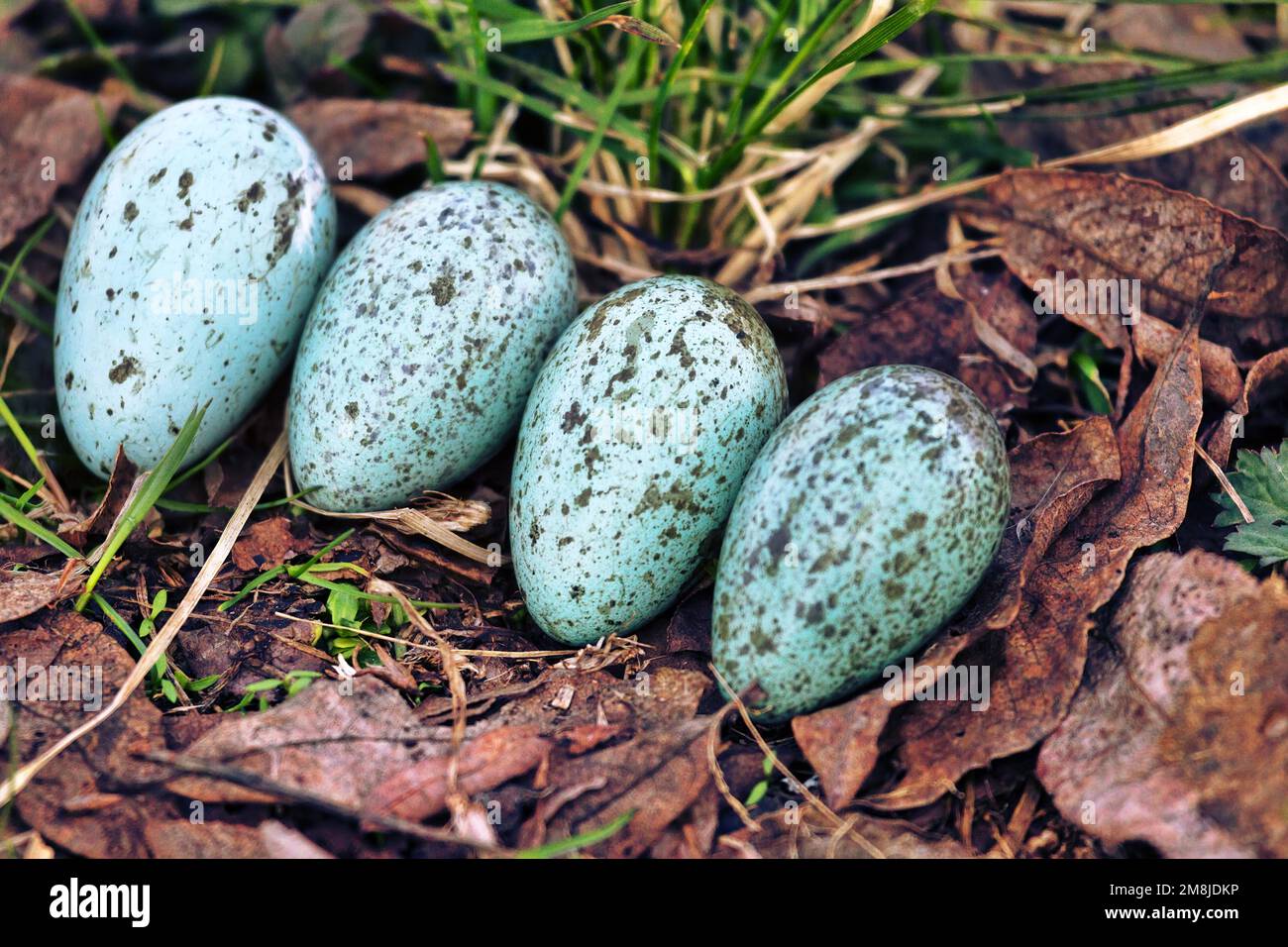 Oology. Egg clutch of Hooded crow (Corvus cornix) from rural nest