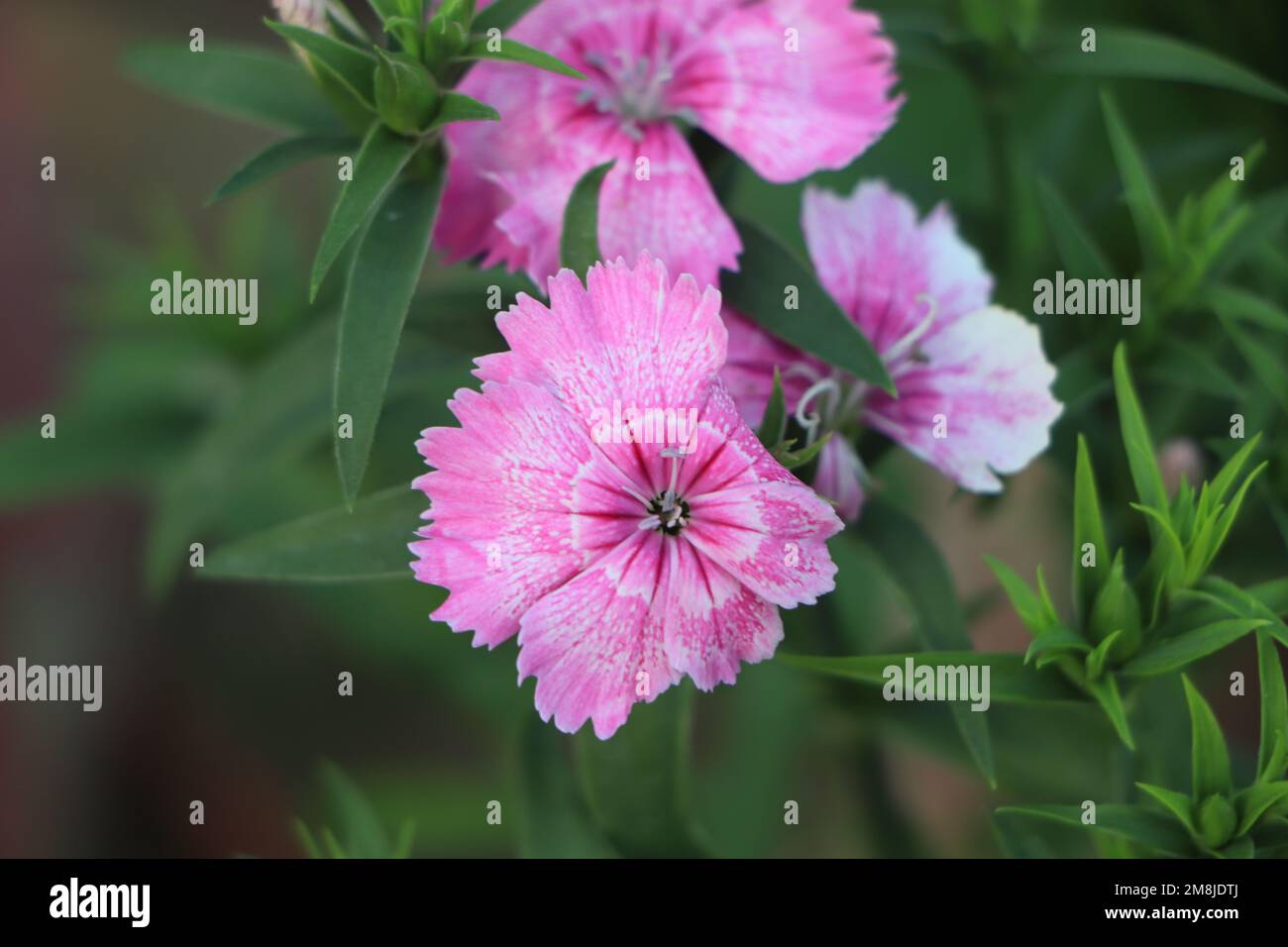 Close-up blooming carnation glory flower Dianthus caryophyllus, clove pink, species of Dianthus deltoides, Stock Photo