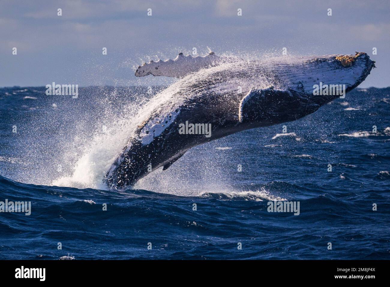 Large humpback whale breaches off Sydney, Austra Stock Photo - Alamy
