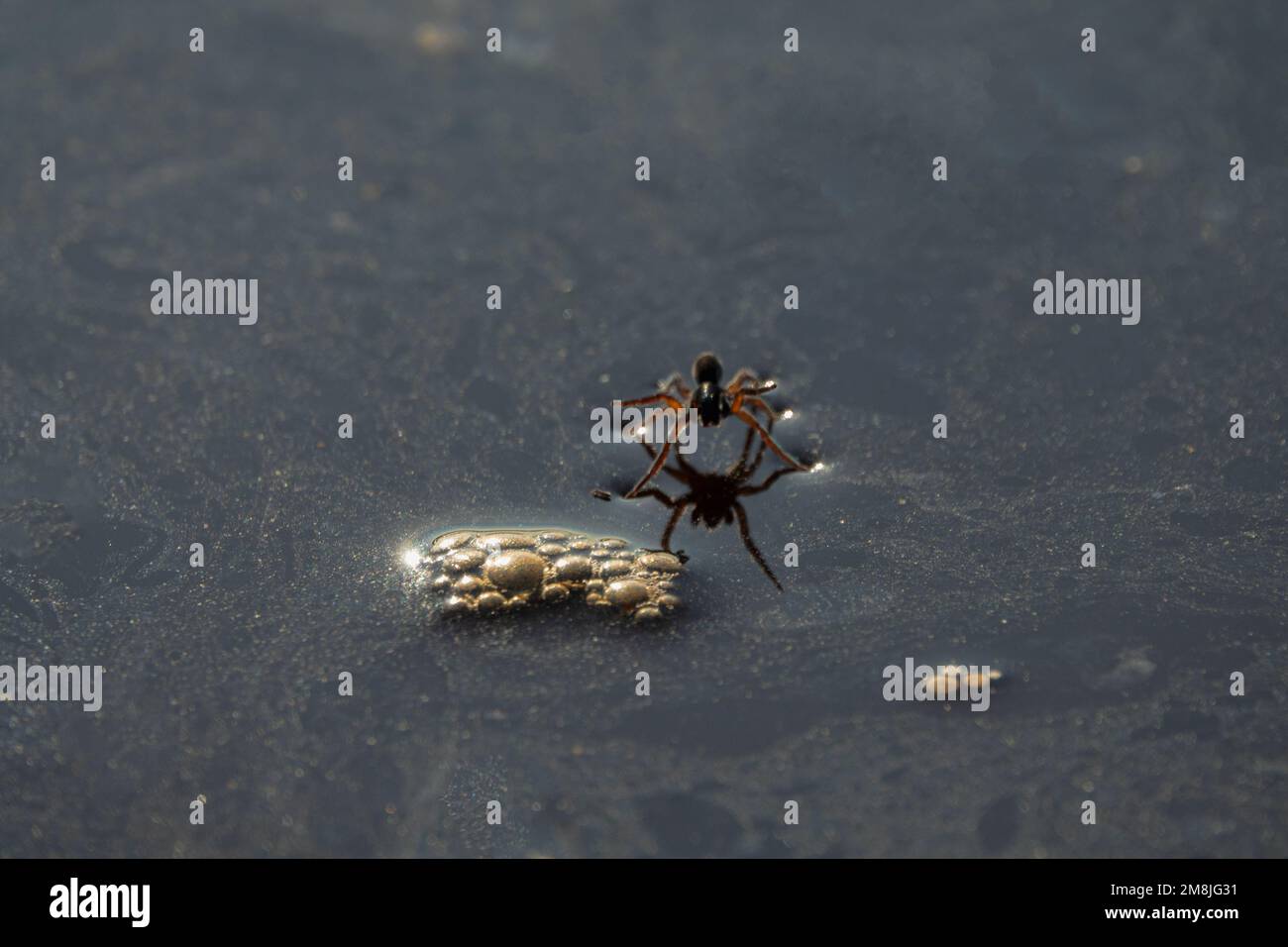 Diving bell spider aquatica, female) came to surface of ice