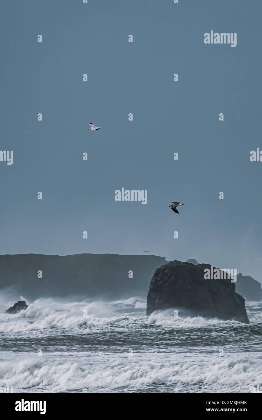 Seagulls fly over churning ocean during winter storm at the Oregon Coast. Stock Photo