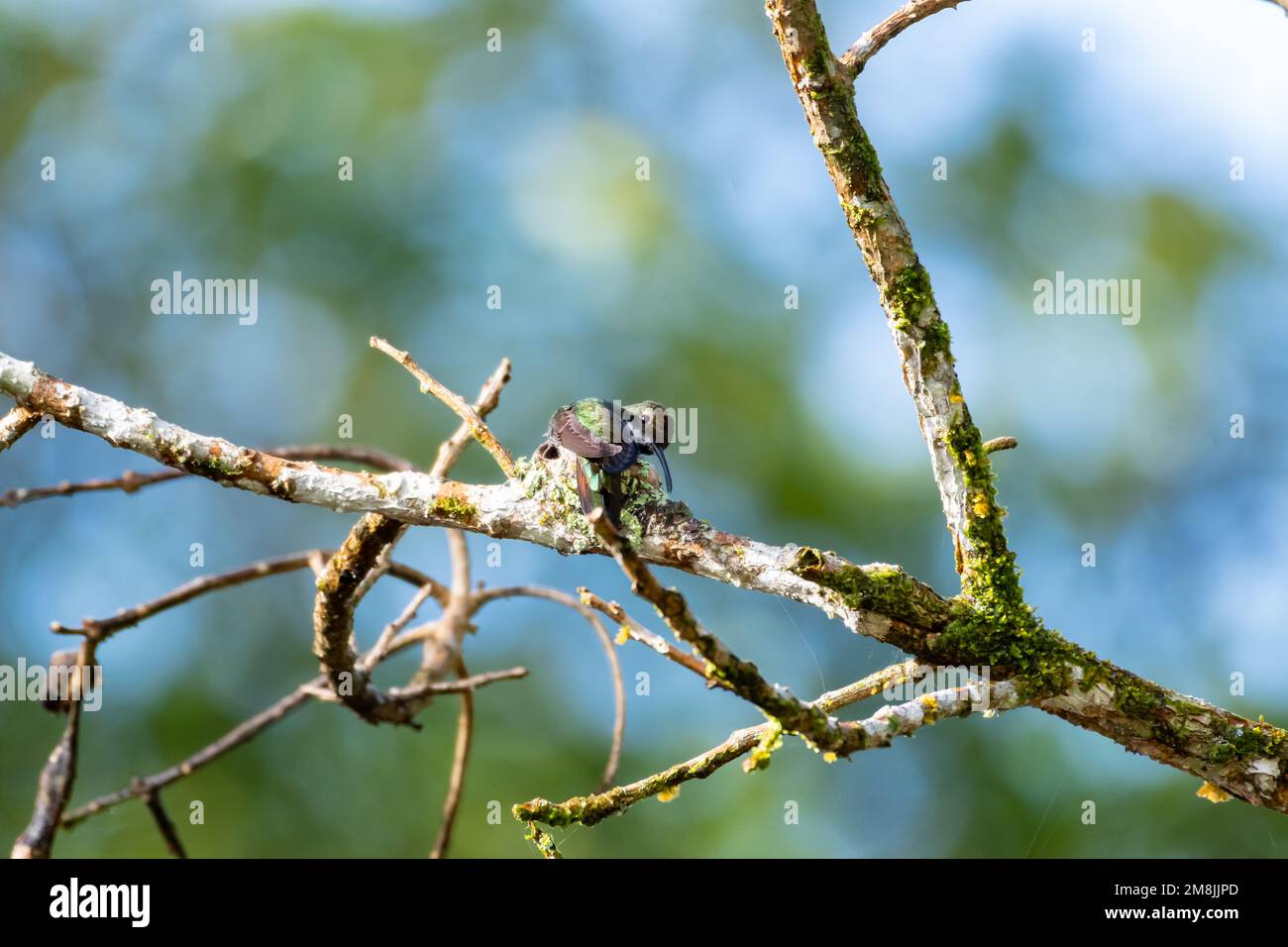Black-throated Mango hummingbird building her nest on a tree branch. Stock Photo
